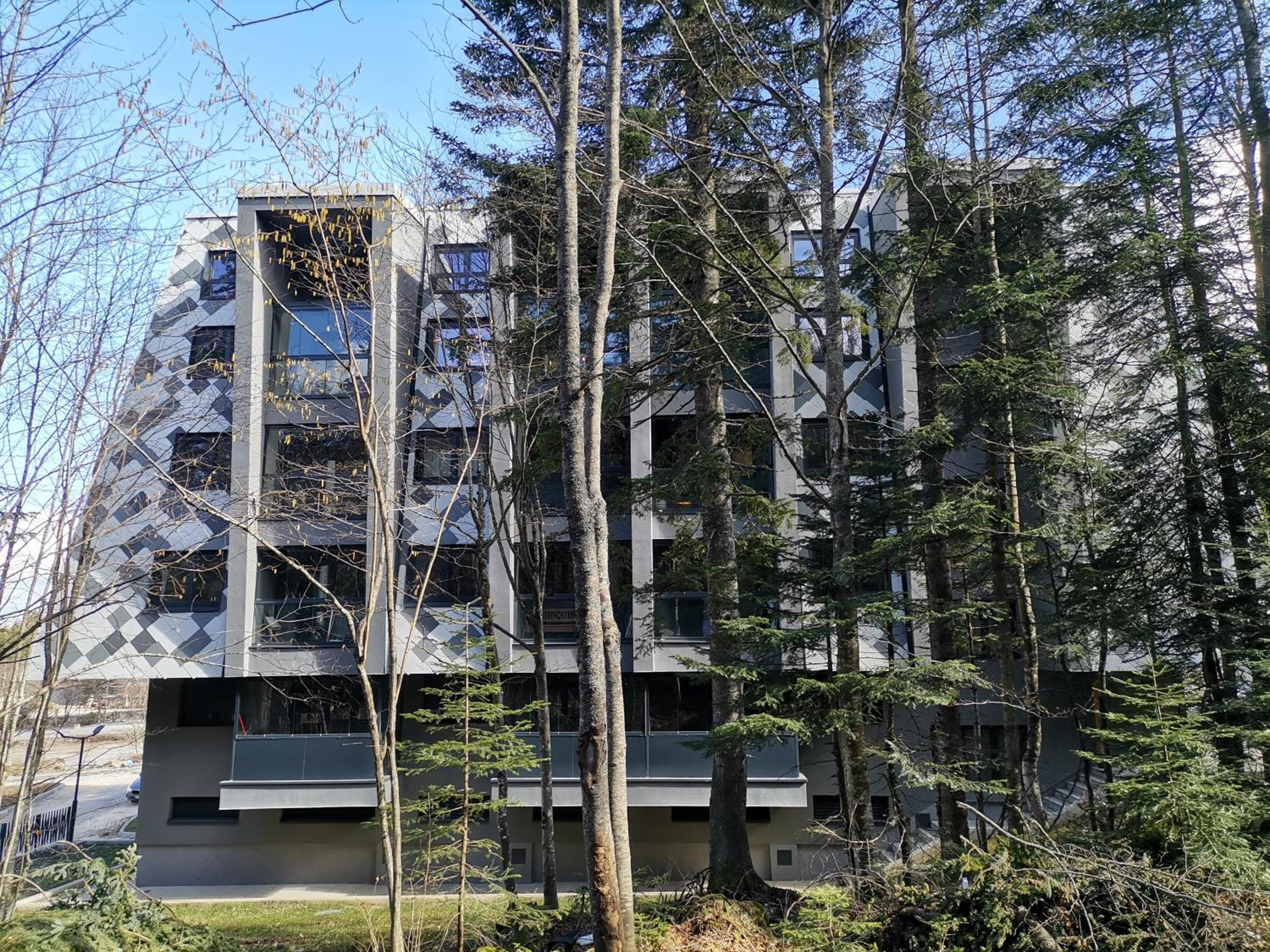 Pine Forest Magic