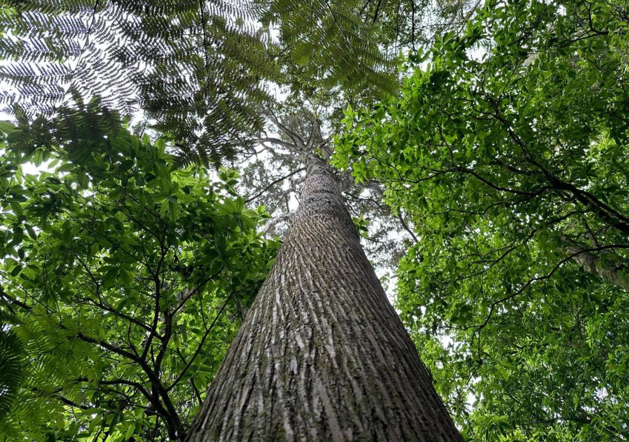 Mākoha PurePod