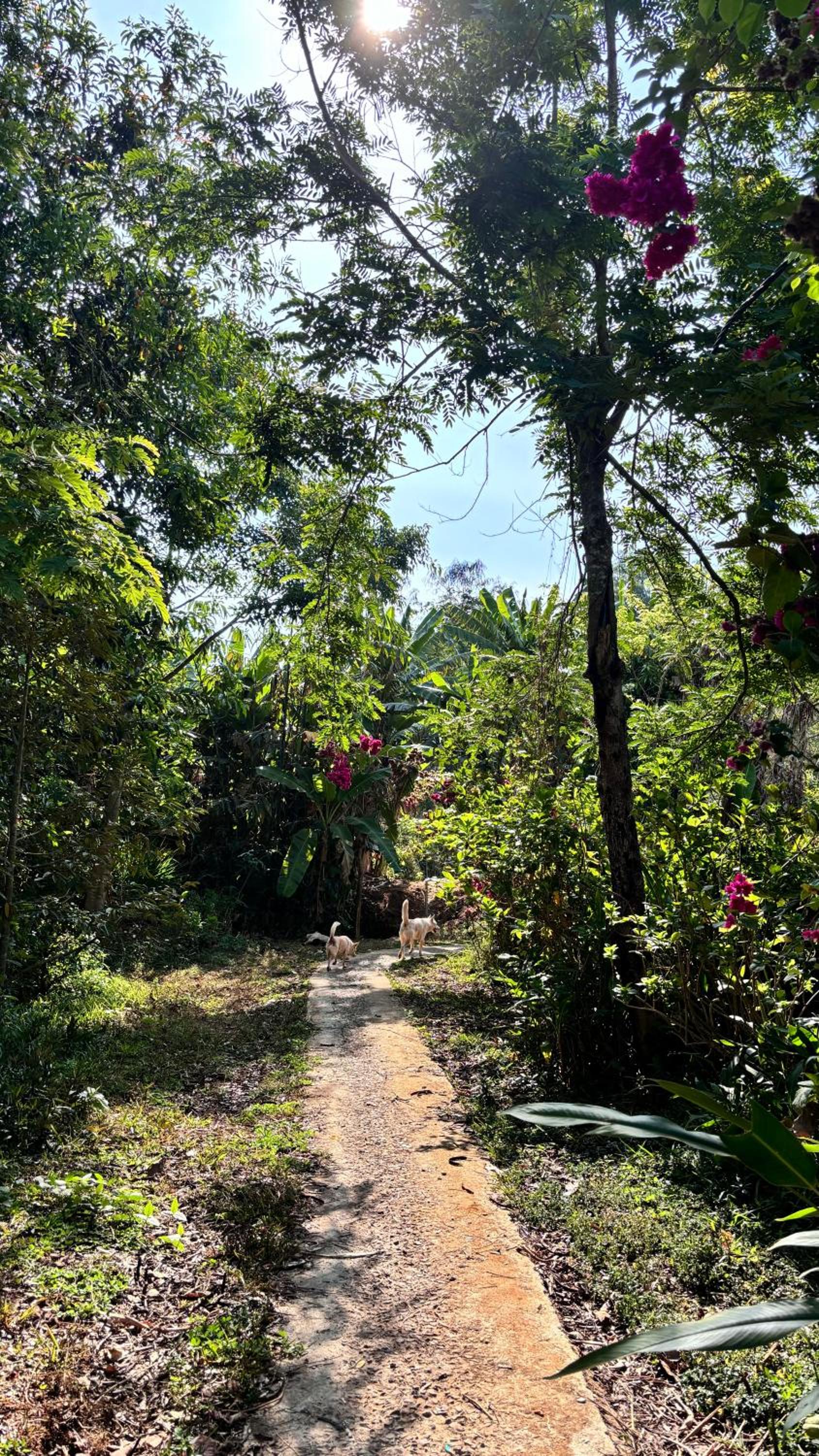 Lily's Stone Garden bungalow view 2