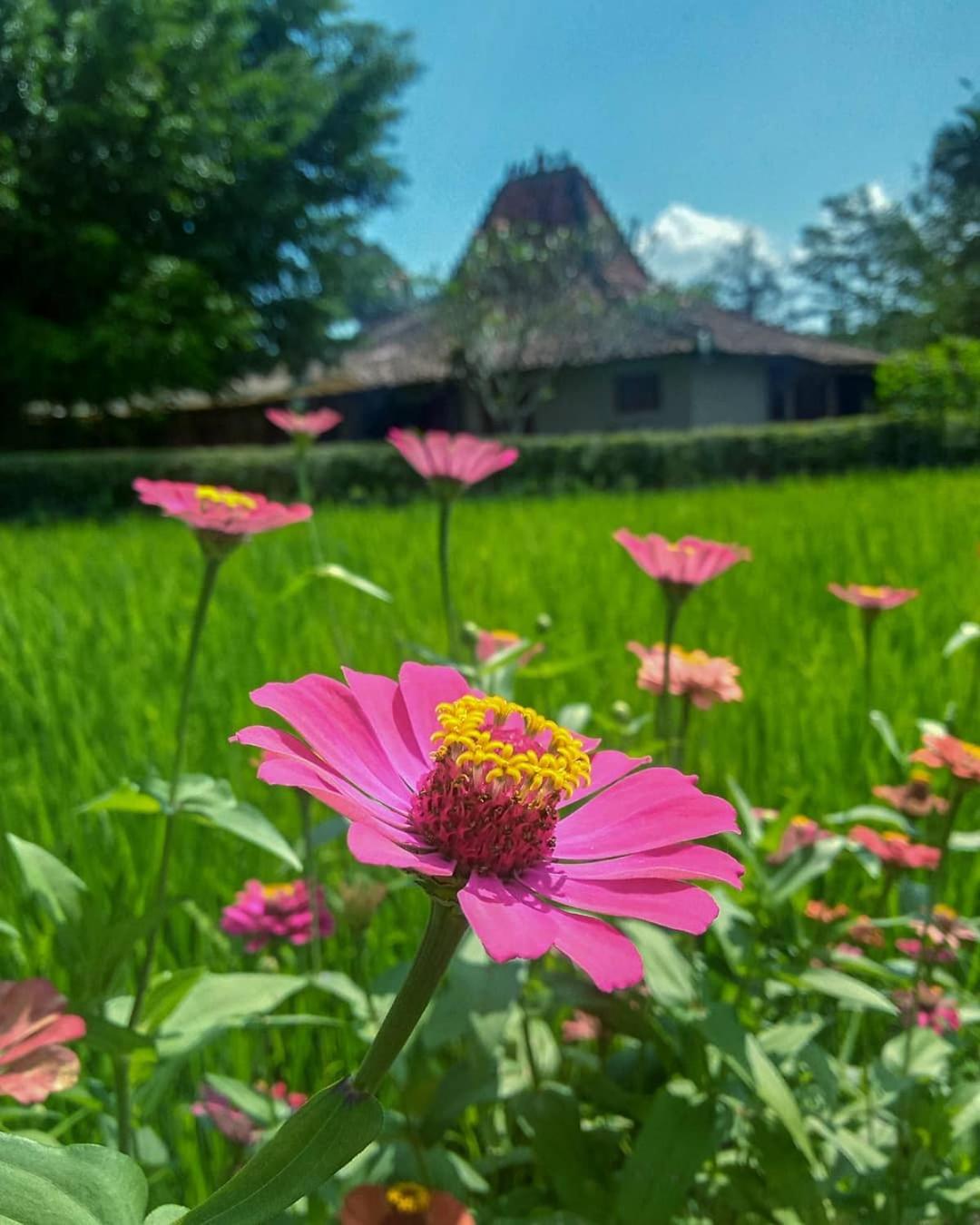 Hills Joglo Villa, photo 42