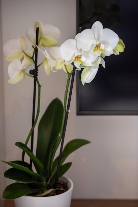 Apartment Amon Estel