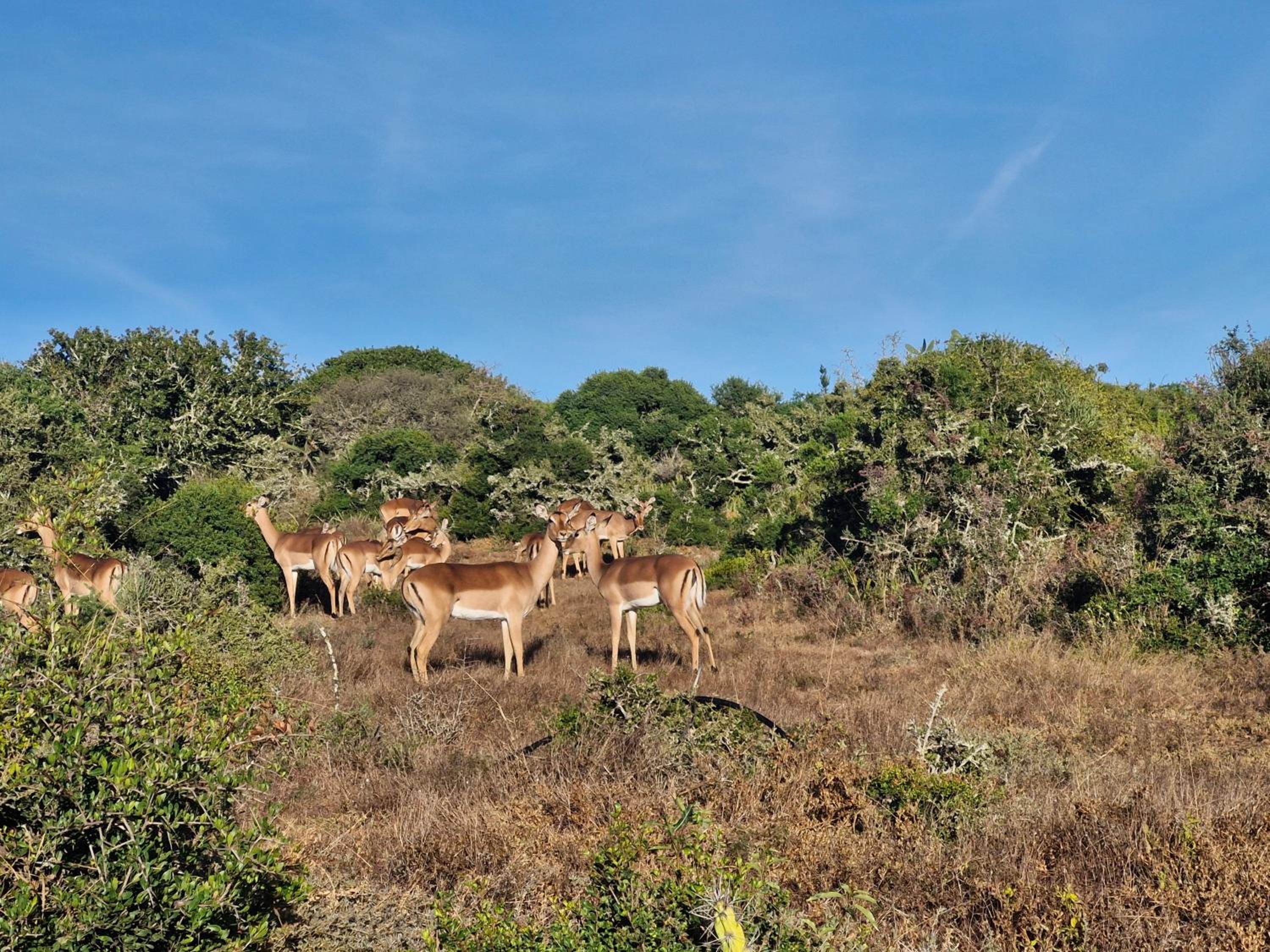 Harmony Luxury Tents & Safari view 2