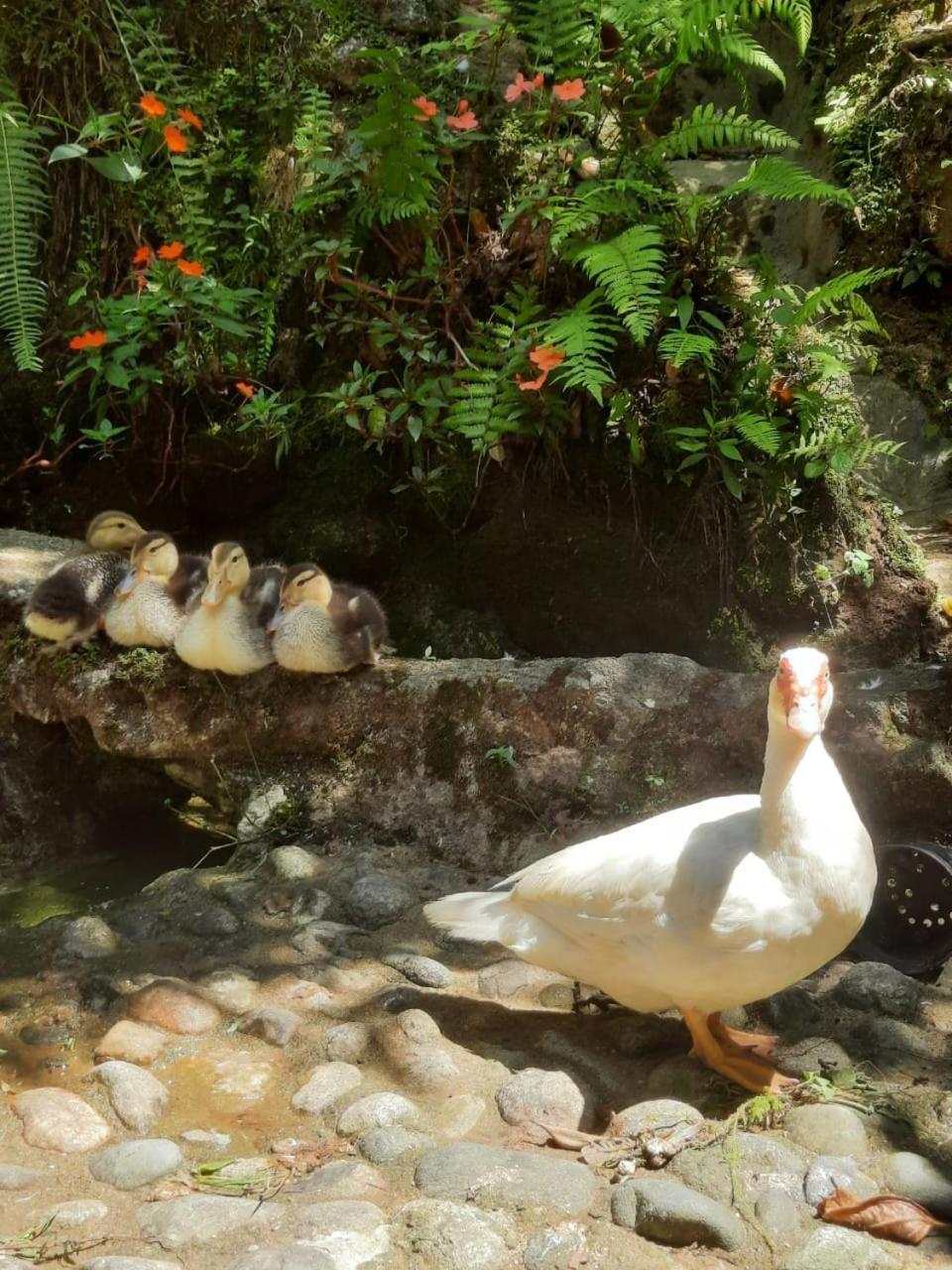 Eco Hostal Tierra de Agua y Fuego