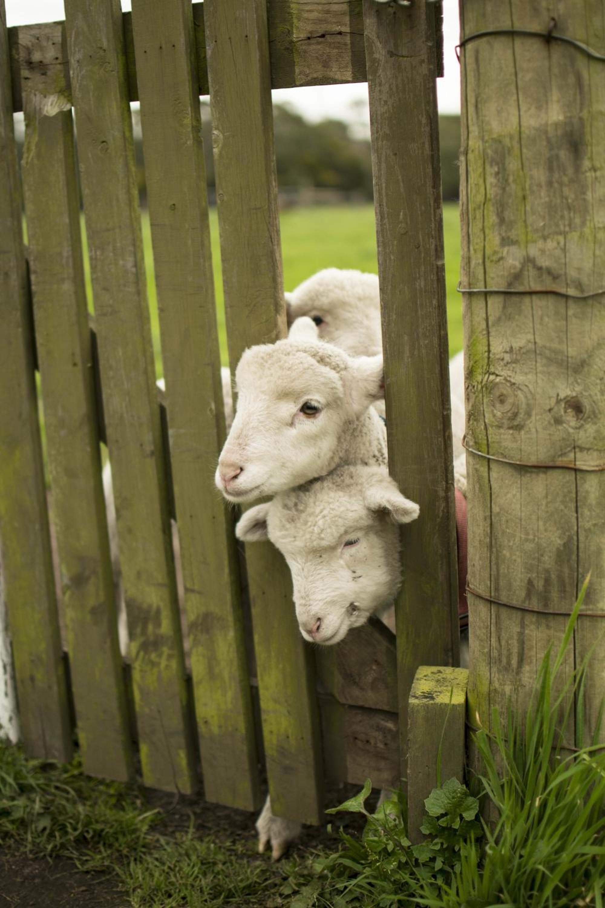Freshwater Creek Cottages & Farm Stay