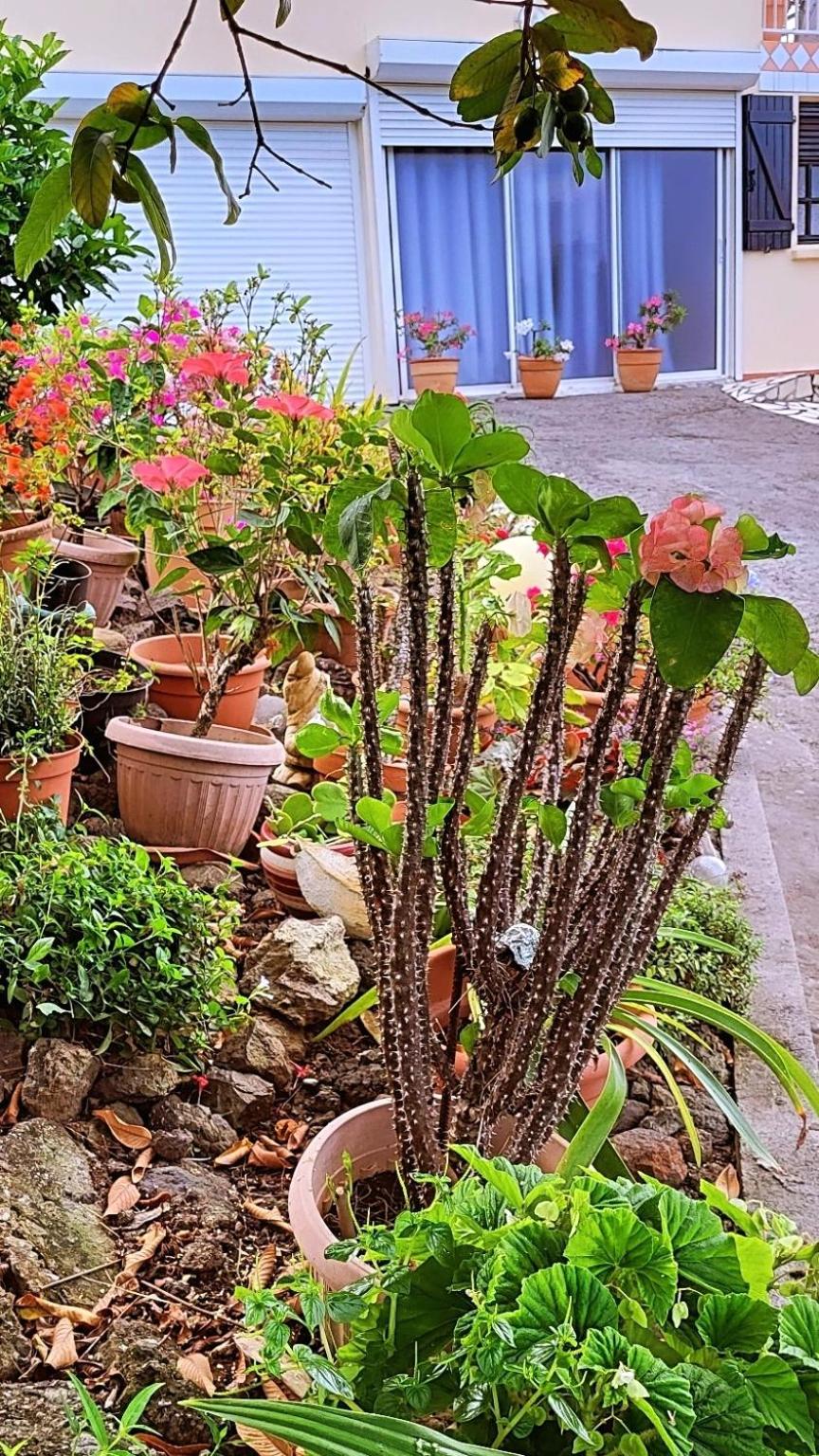 Le Bougainvillier