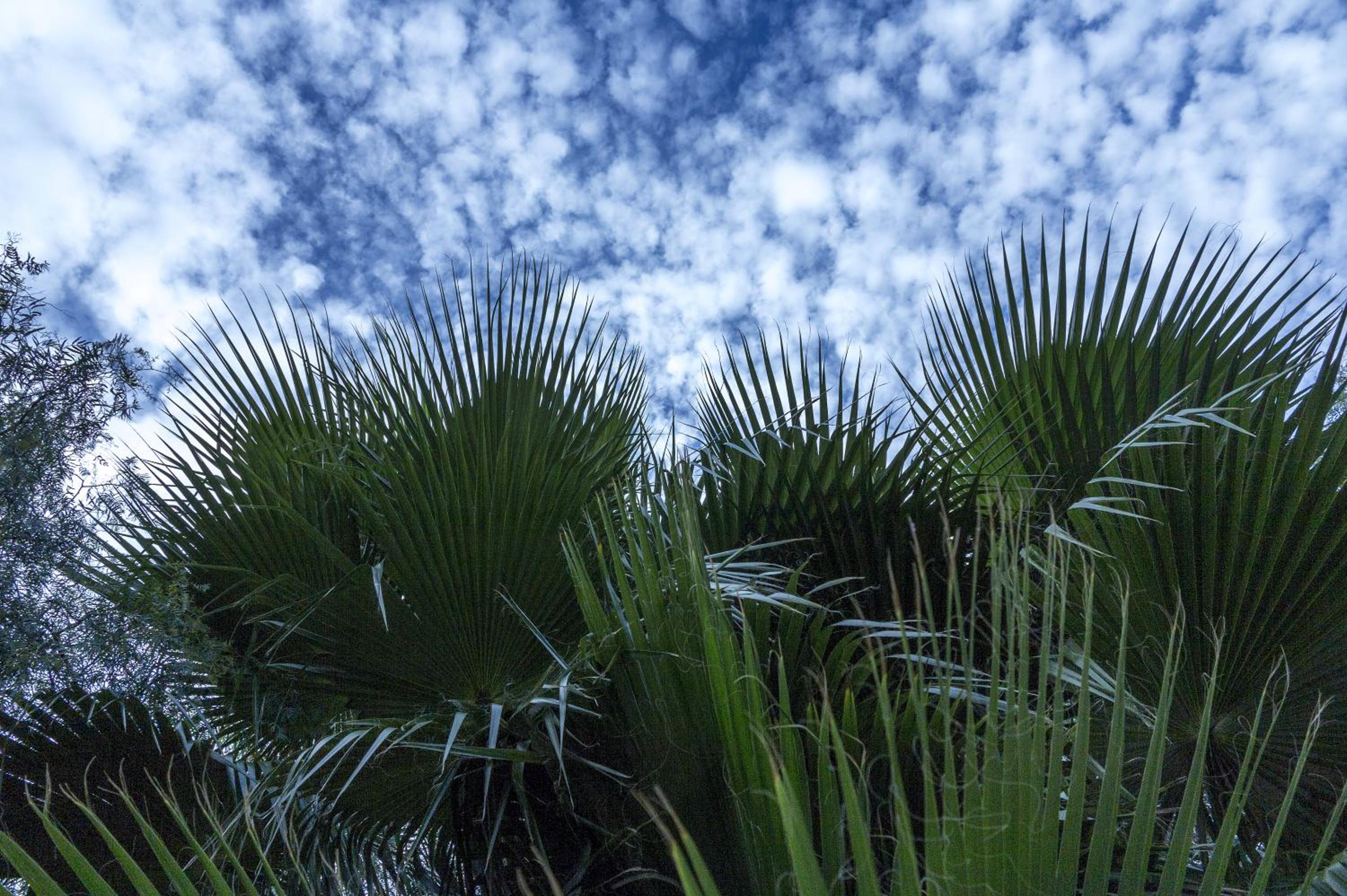 Jardines de Casablanca