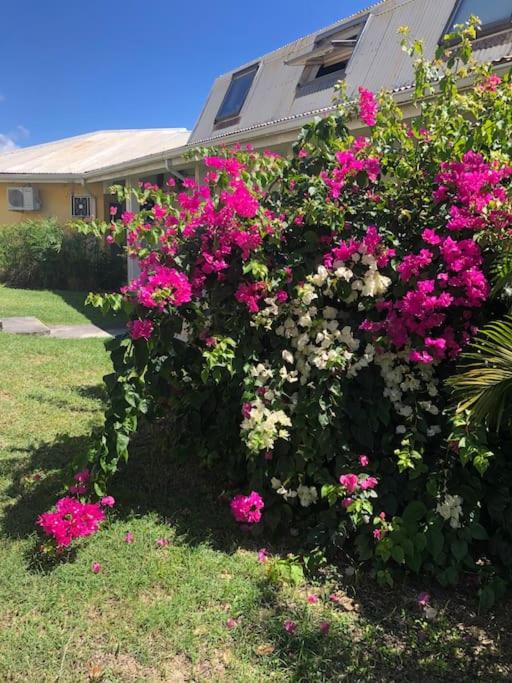 Caribbean Window