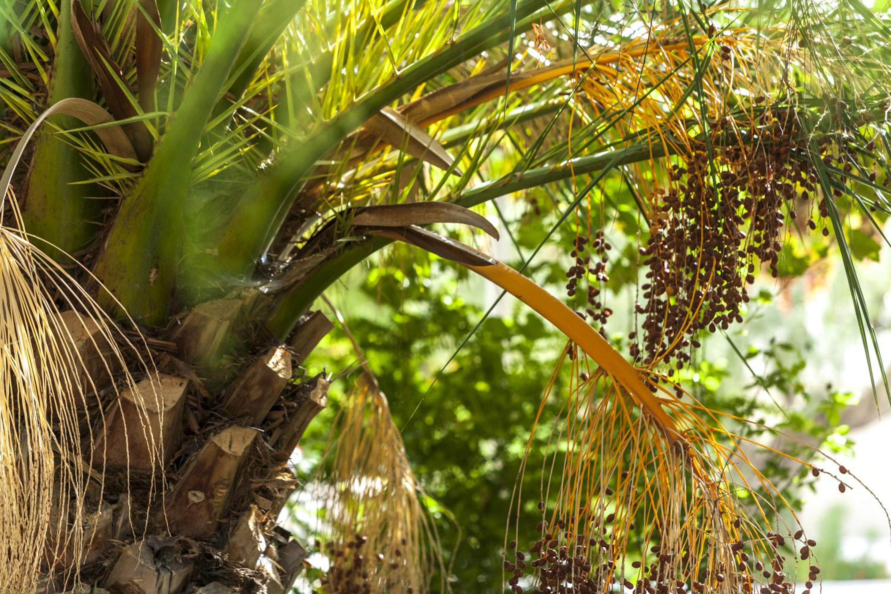 Jardines de Casablanca
