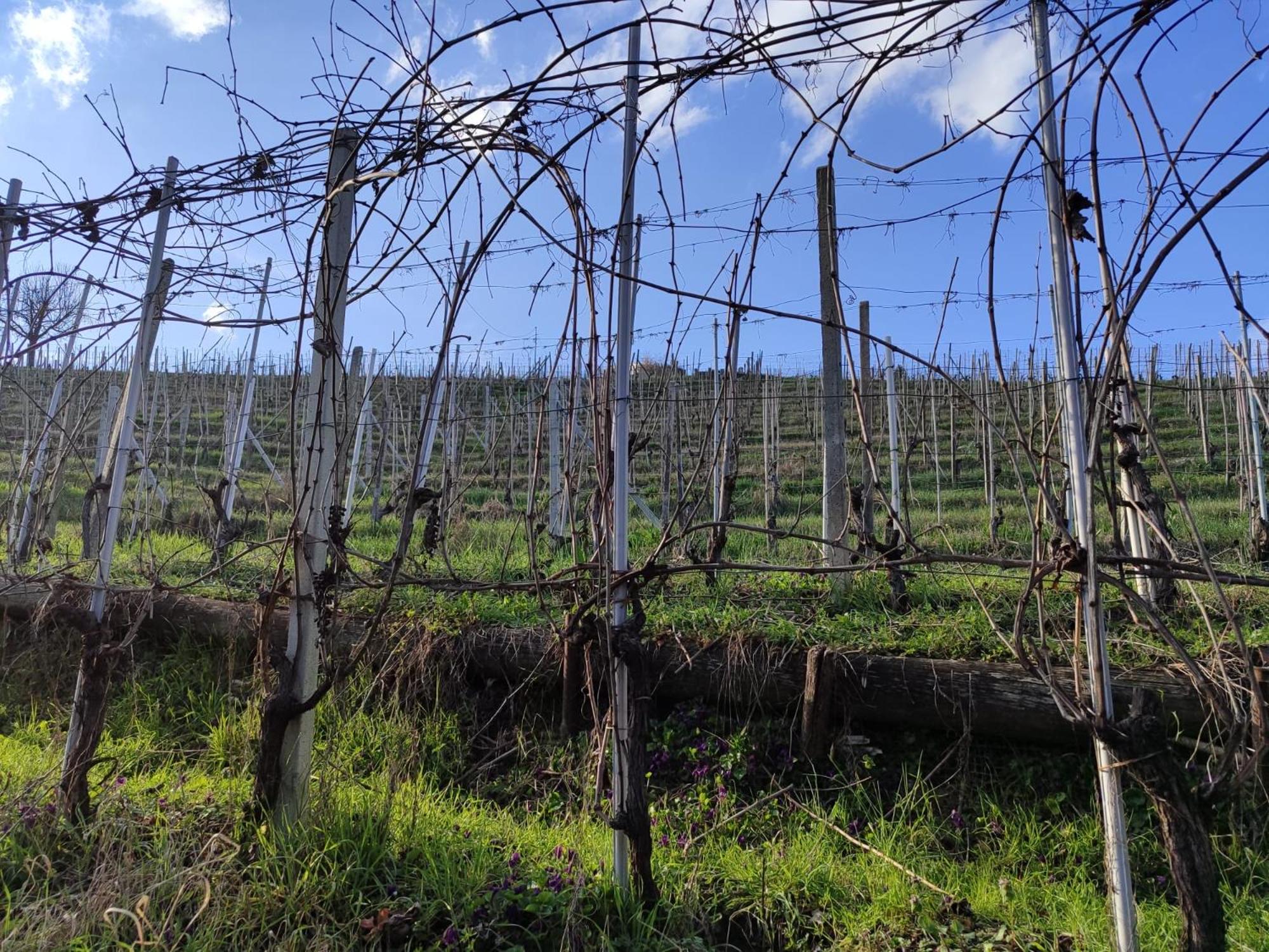 Agriturismo Viticcio