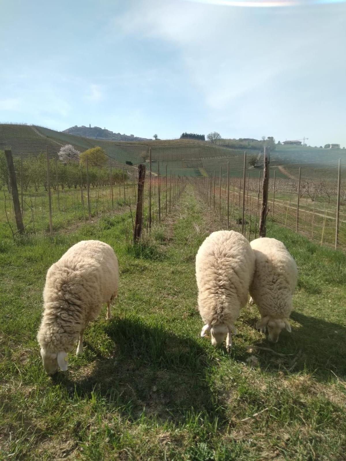 Agriturismo Viticcio