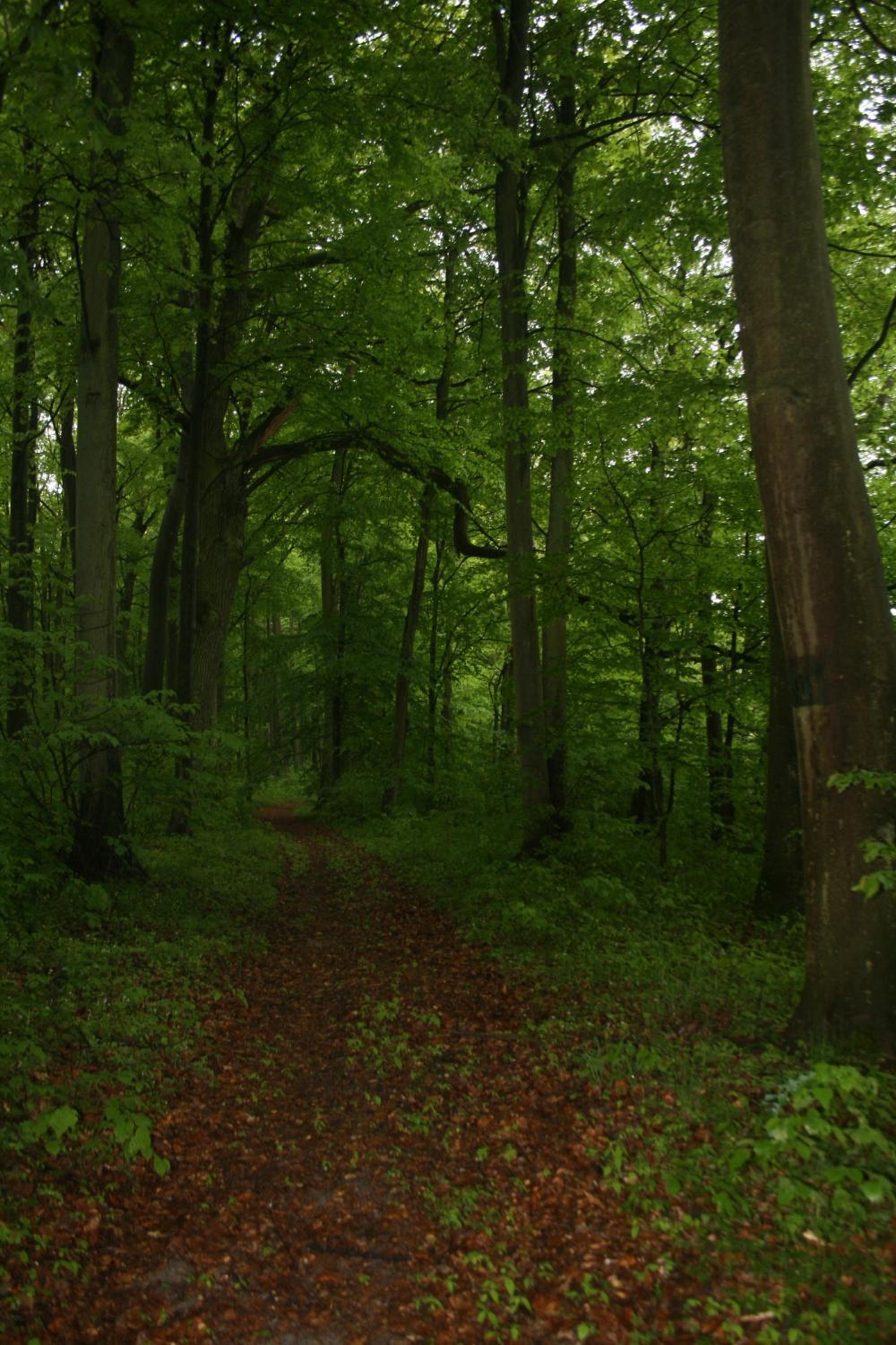 Photo 43