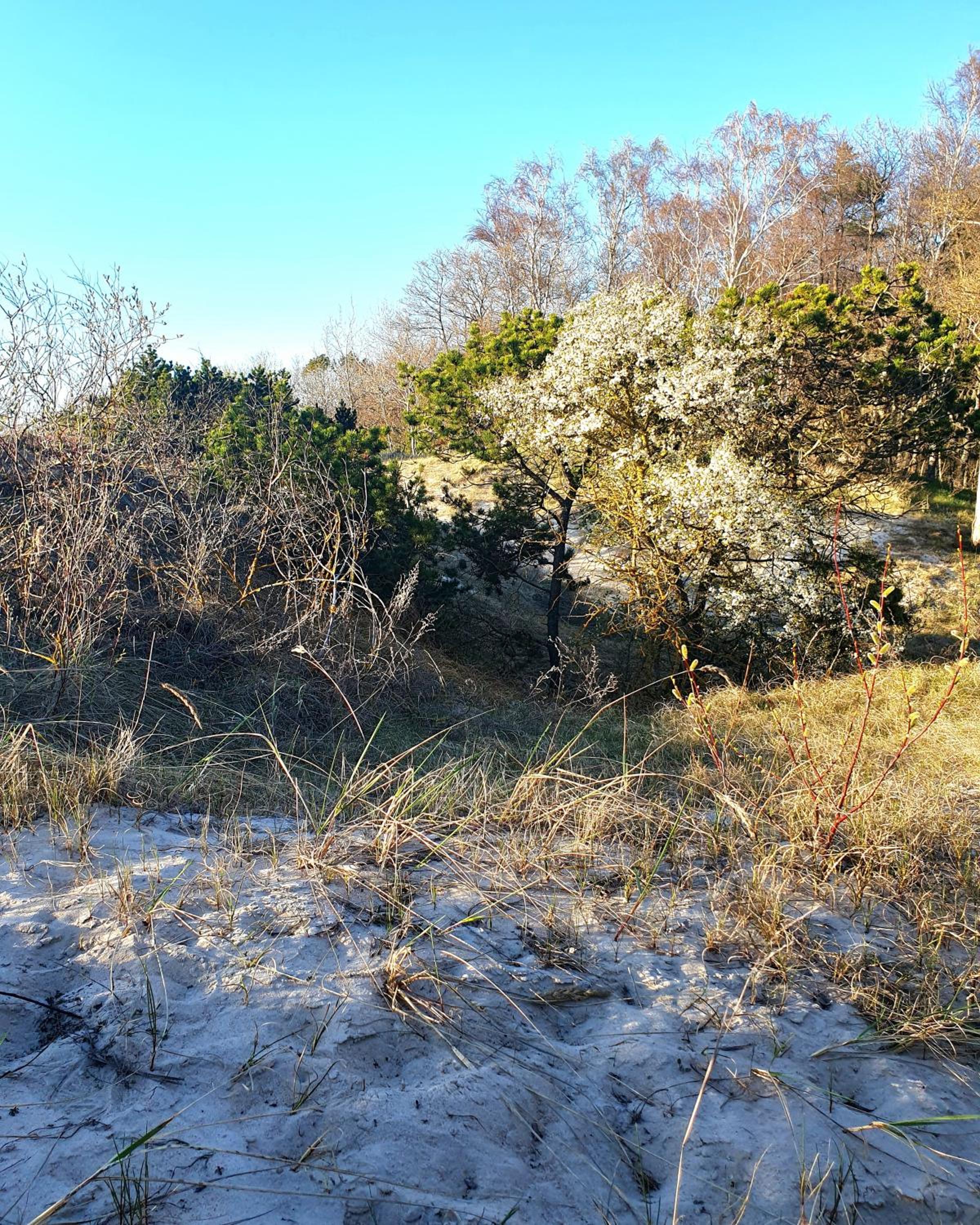 Photo 44