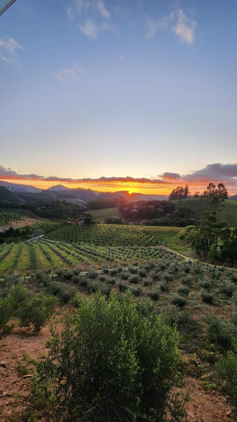 Chalés Monte das Oliveiras