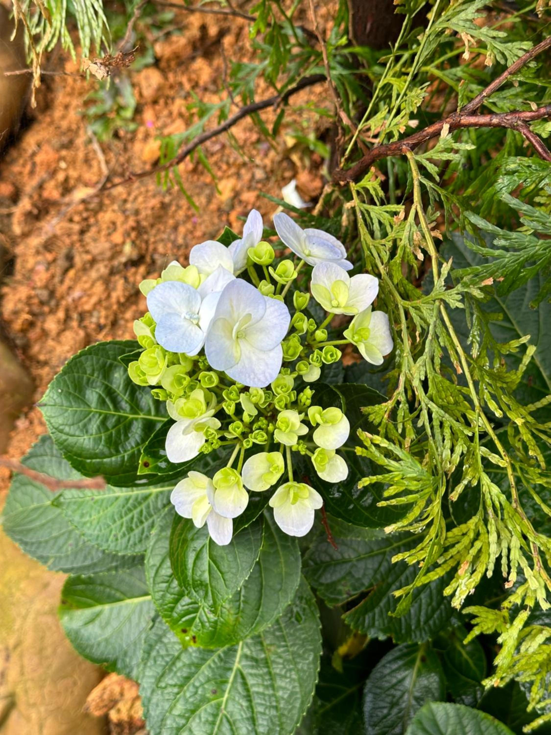 La foret Vân Hoà villa 2