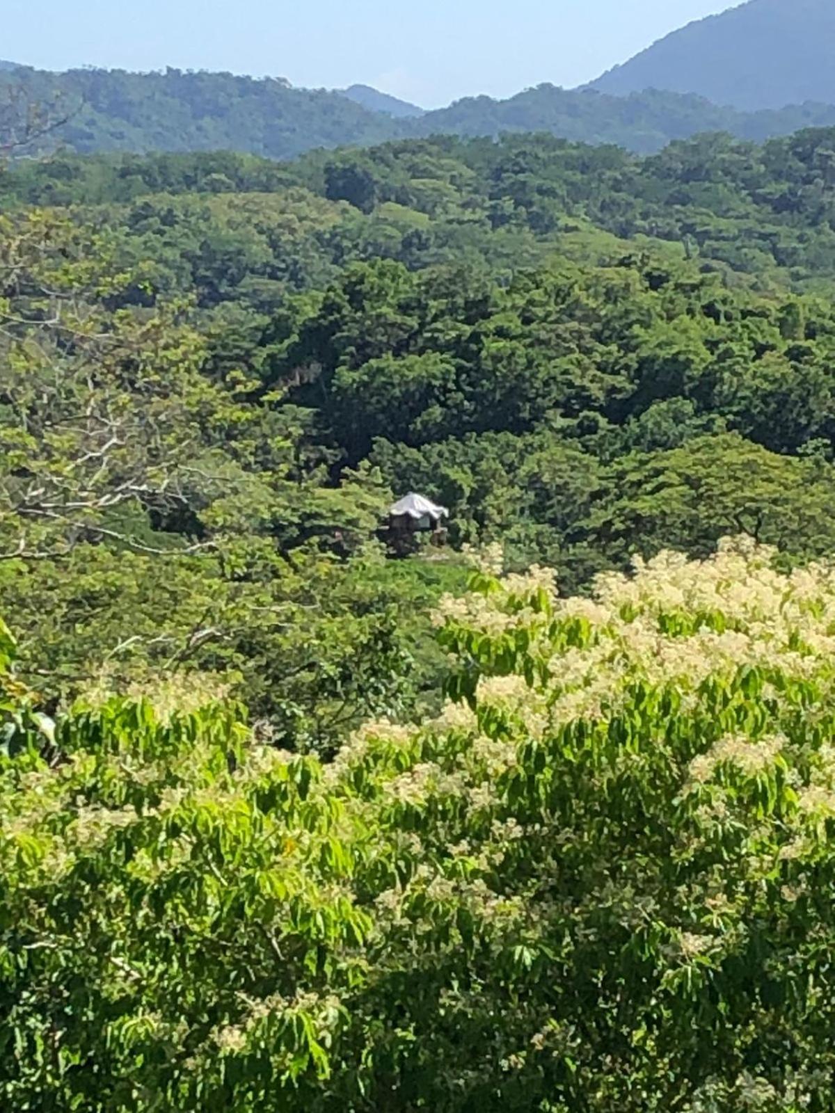 Tarzan Treetops