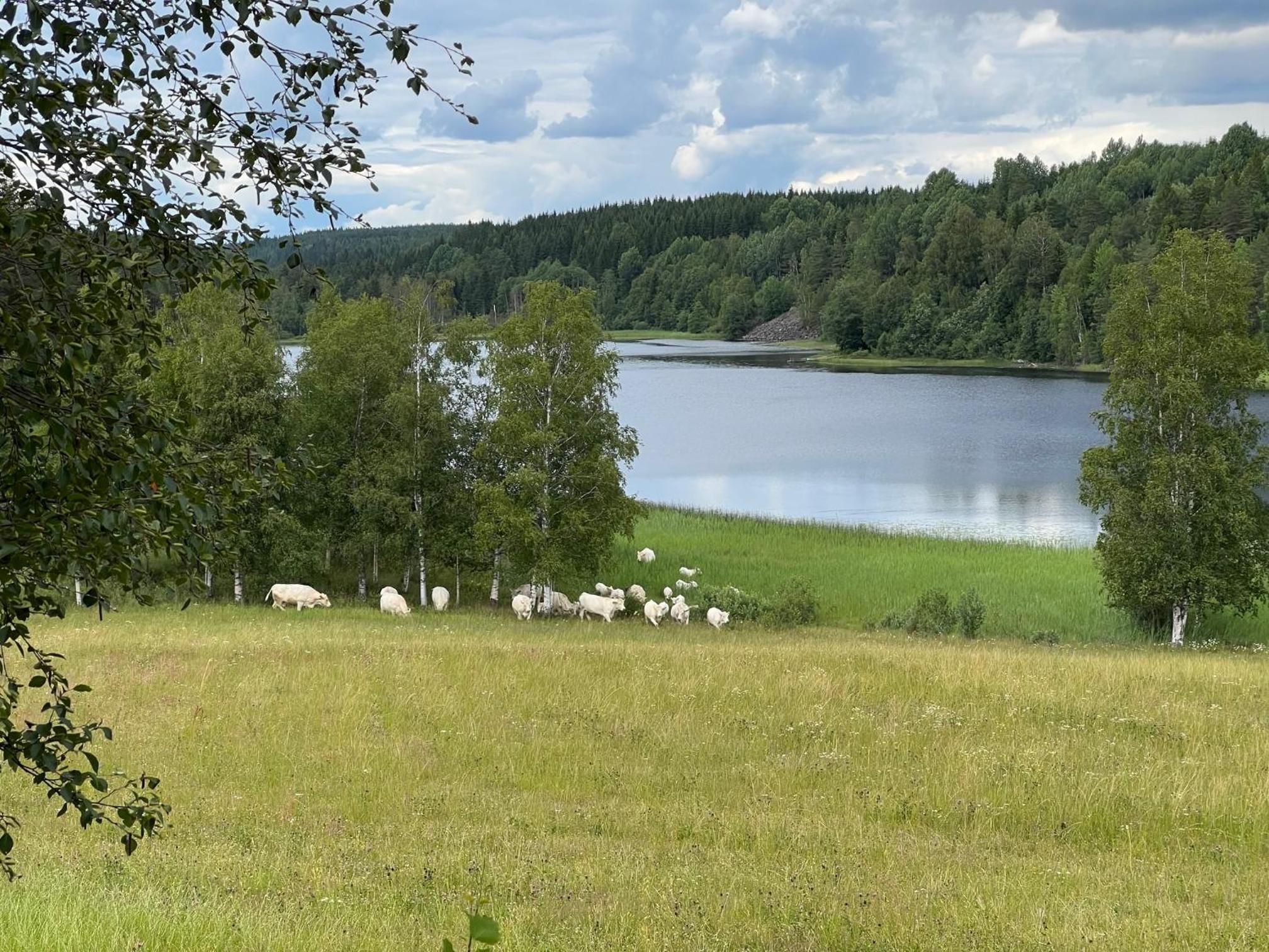 Åsen view 2