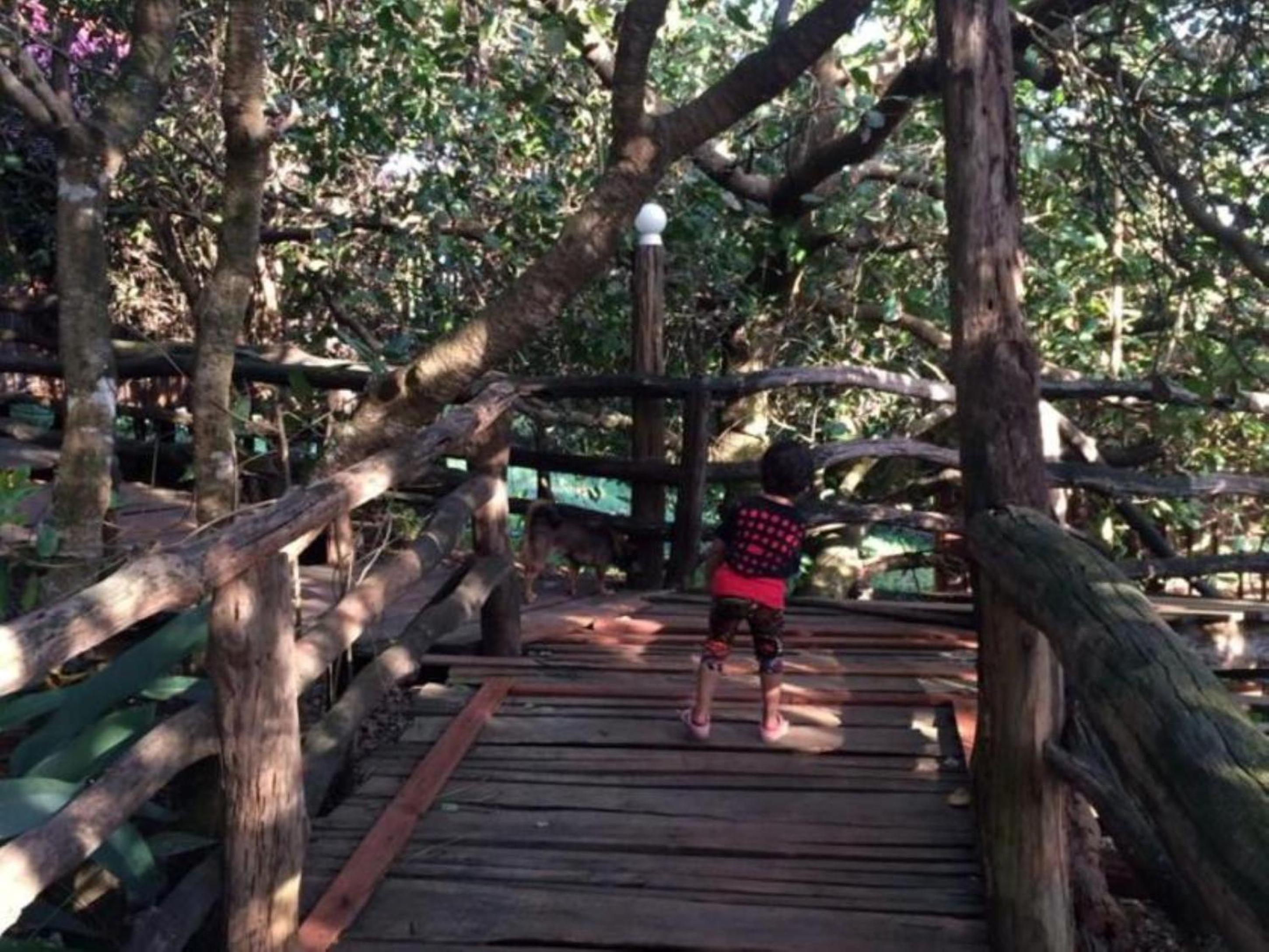 Tree Top Eco-Lodge view 3