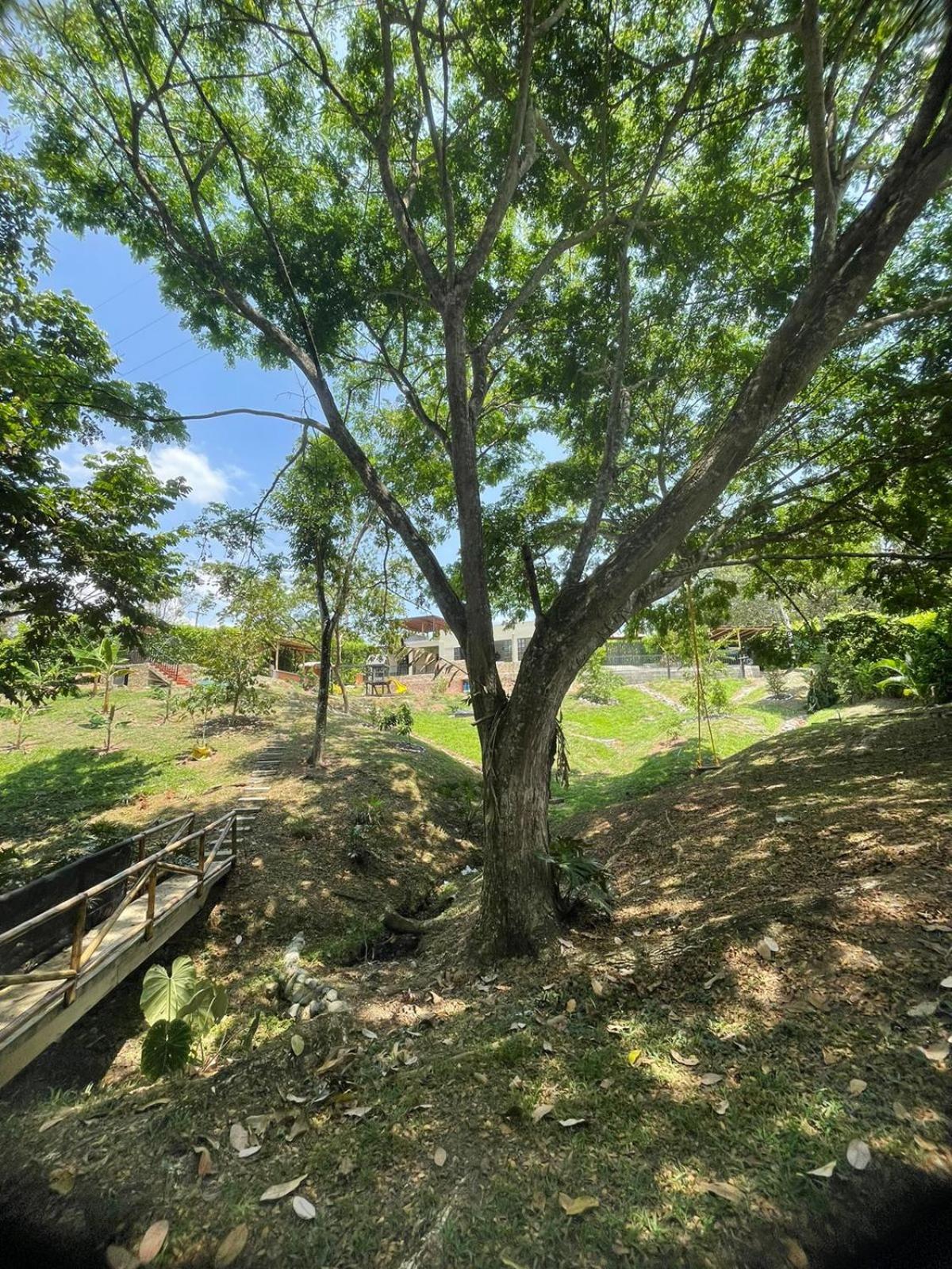 FINCA LAS LOMAS DE JAEN EN VITERBO CALDAS