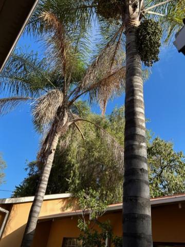 The Lemon Tree Self- Catering