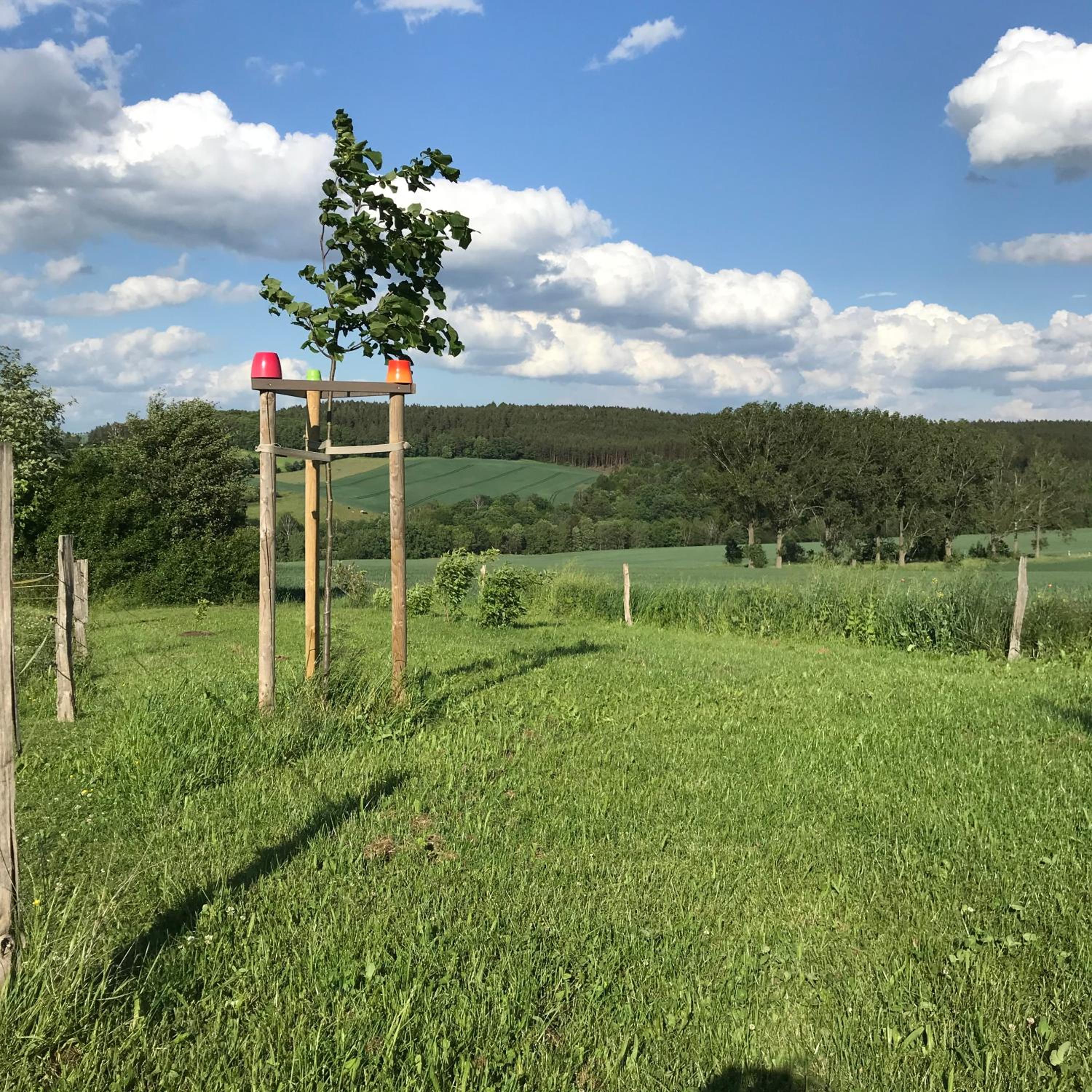 Zelte individuell auf der Obstwiese - Property Image 10