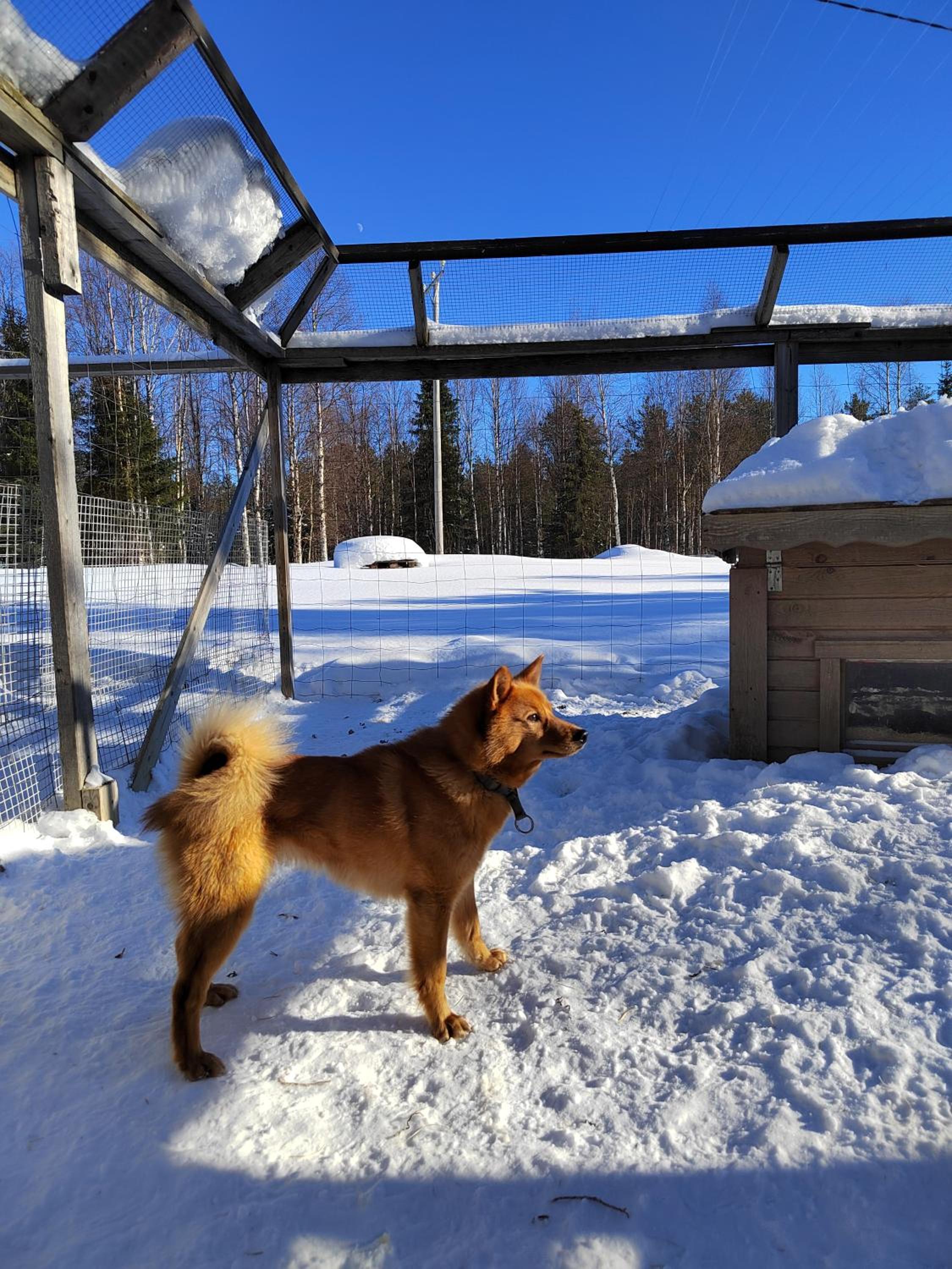 Mummon Mökki