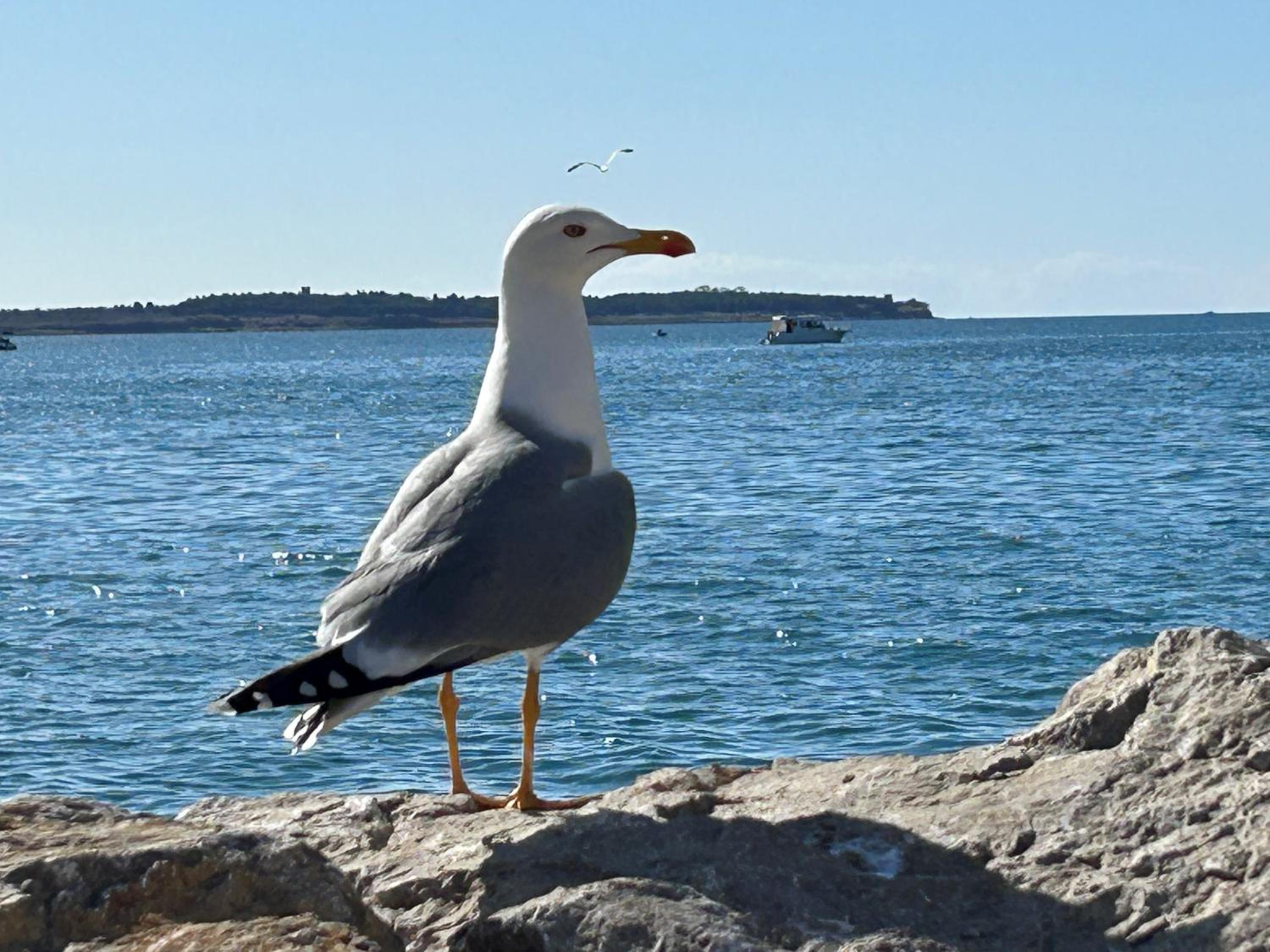 Apartman Arioso