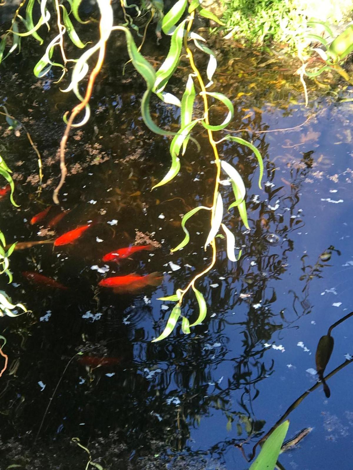 Photo 49