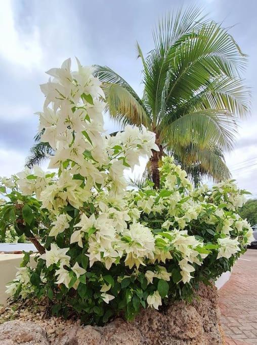 Acogedor apartamento en Estrella Dominicus