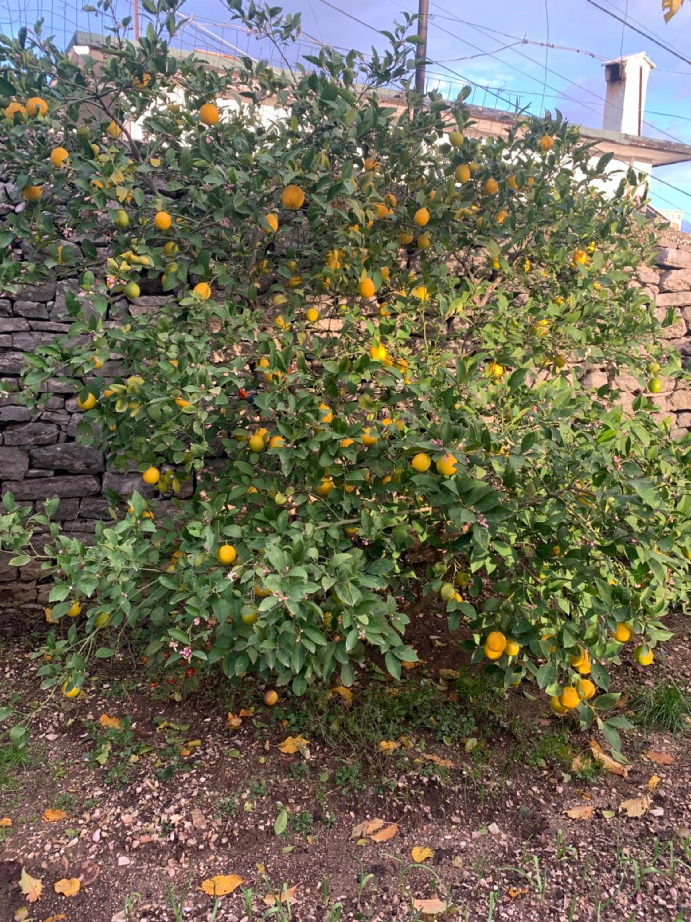 Kubeja Guest House