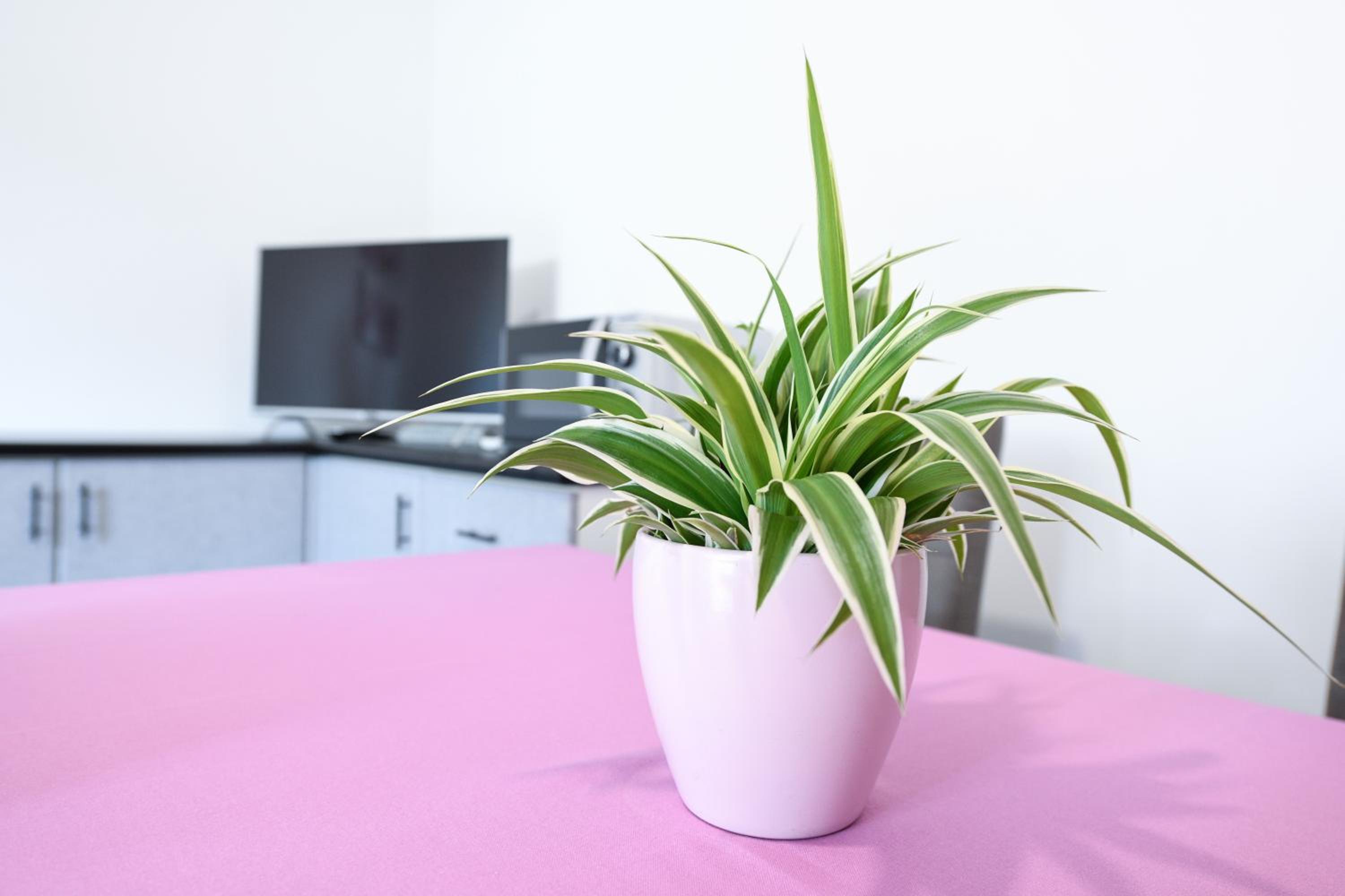 Breeze Apartment