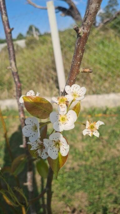 Recanto Girassol em São Roque - Rota do Vinho