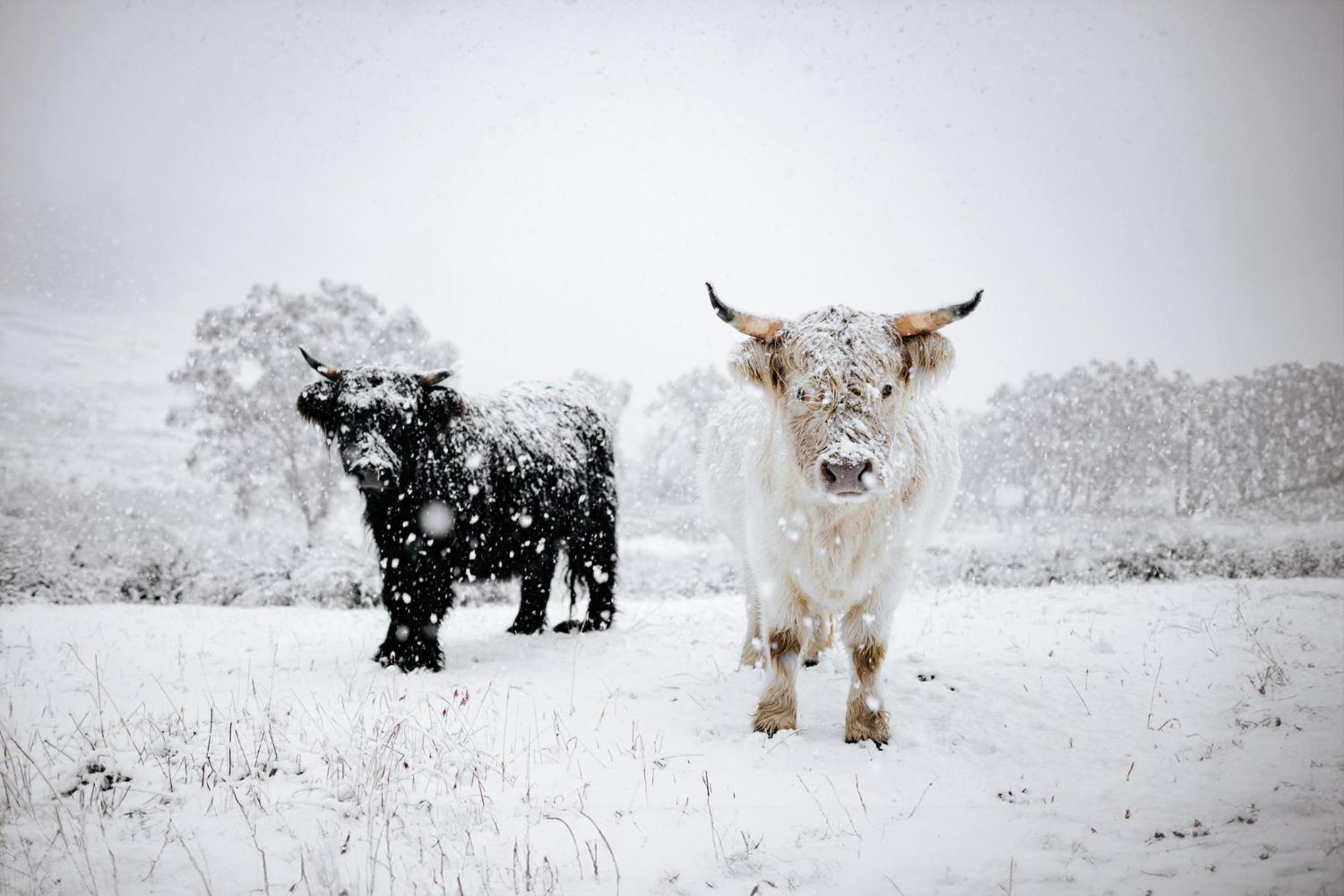 Kallarroo Farmstay - Secluded Retreat in Snowy Mountains