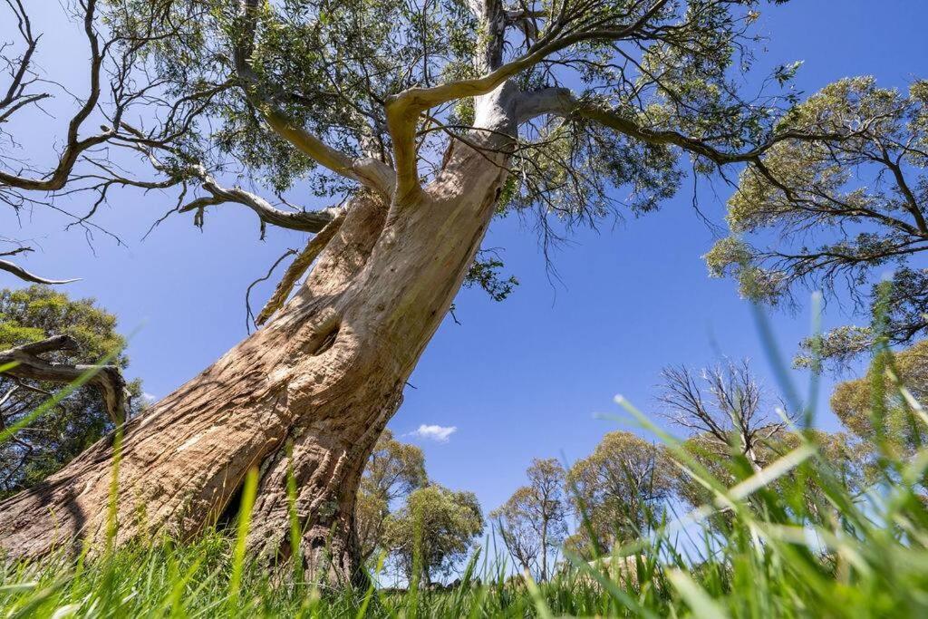 Wombat Creek Crackenback