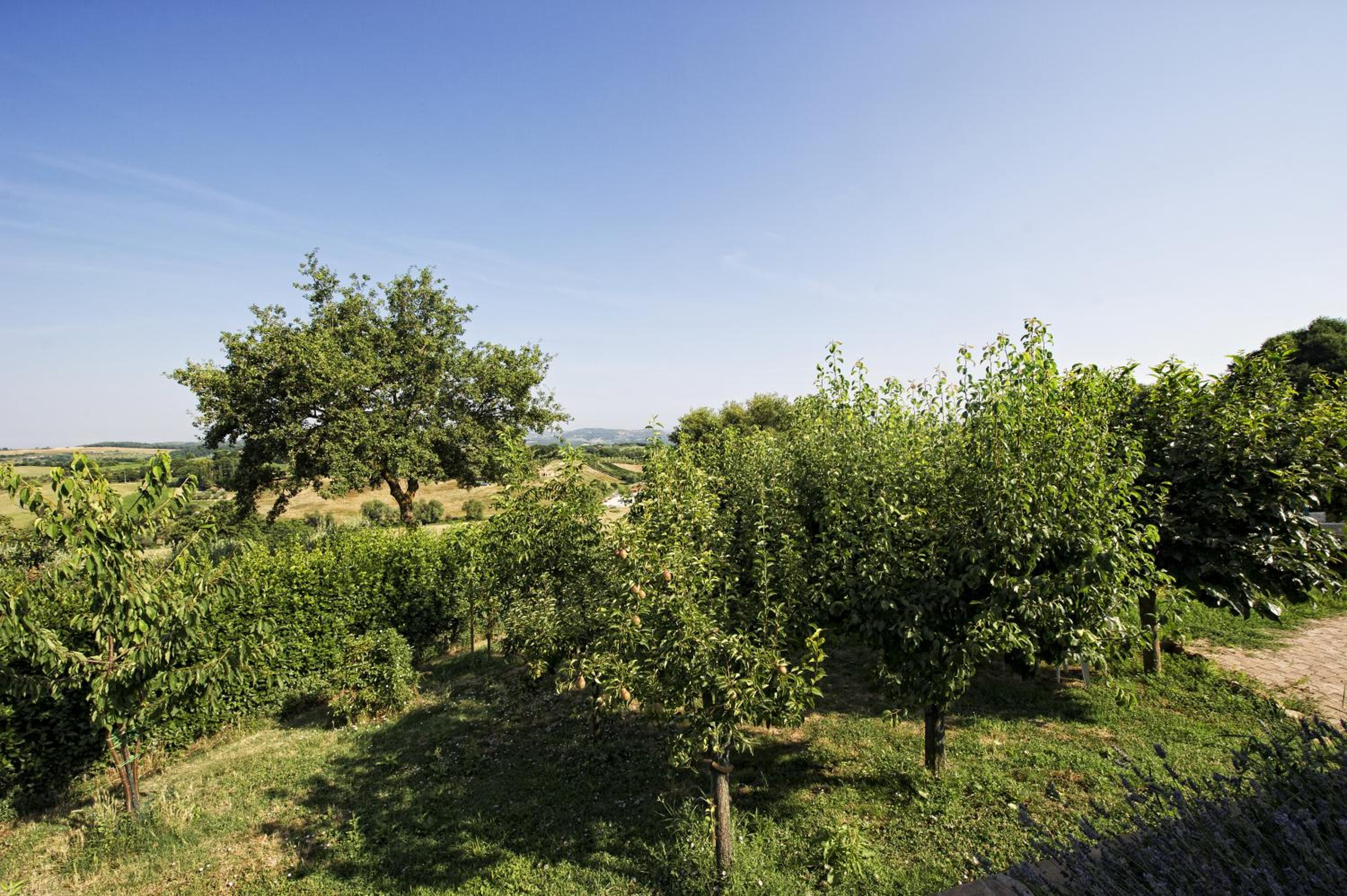 Photo 42