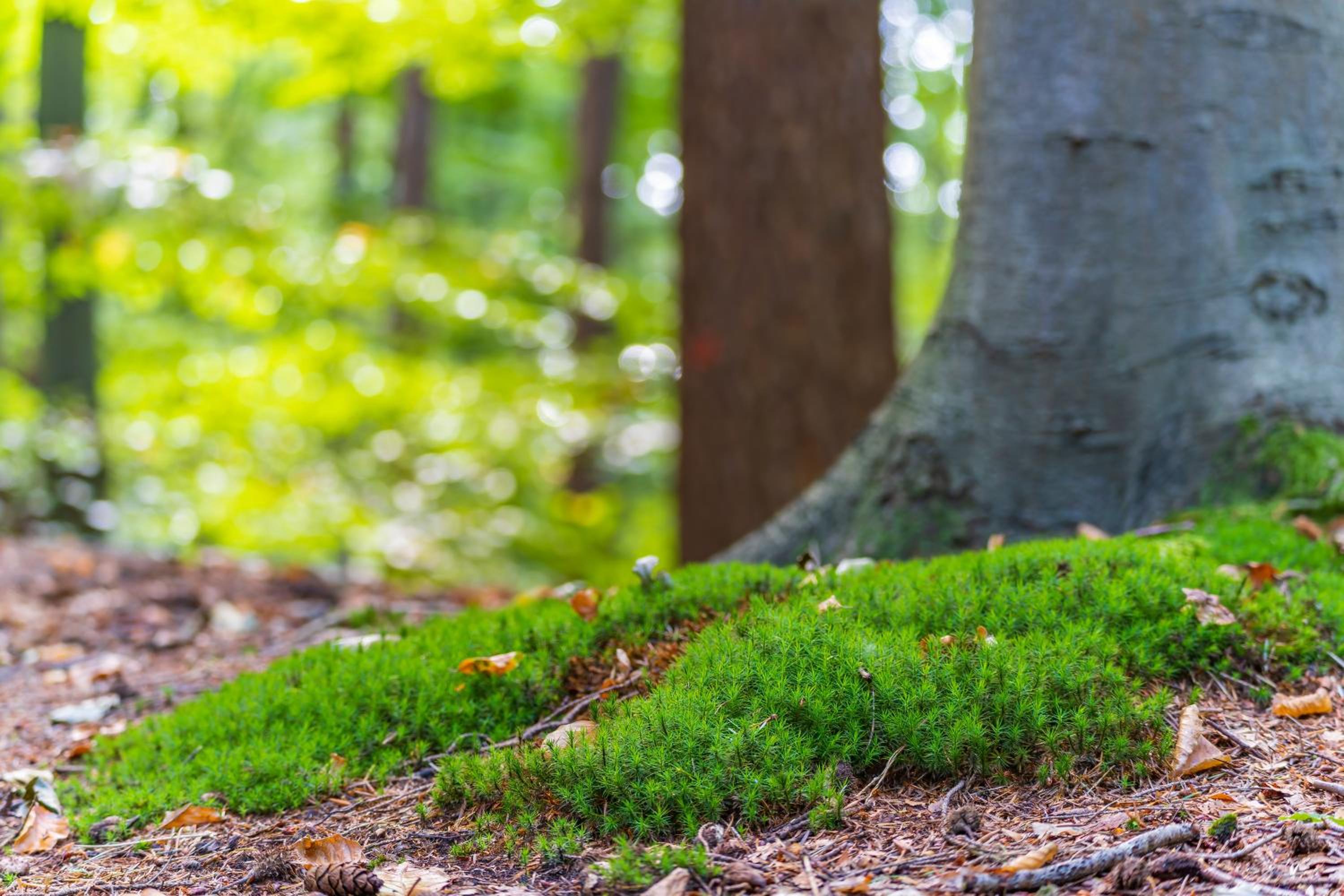 Boslodges Veluwe
