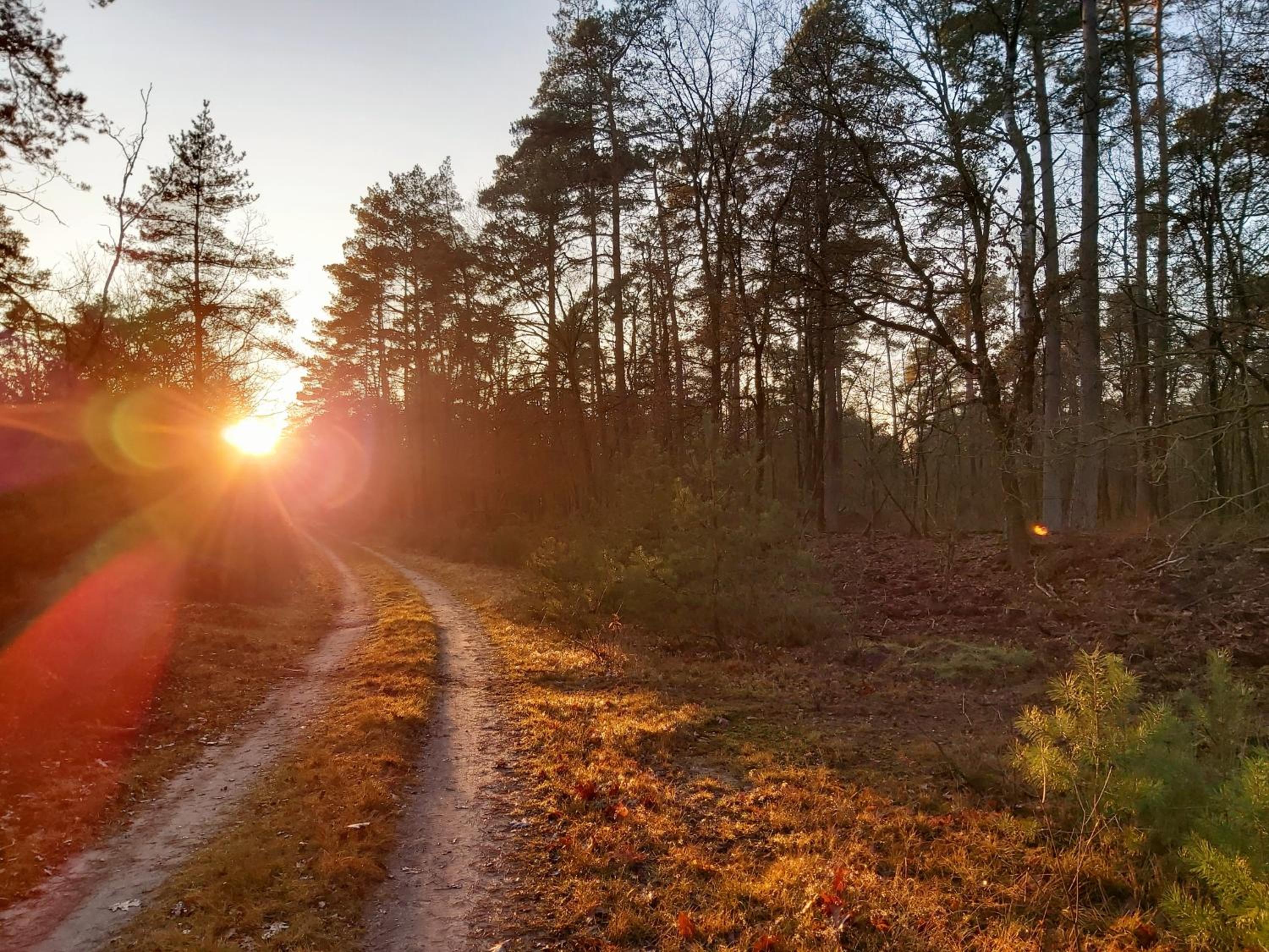 Boslodges Veluwe