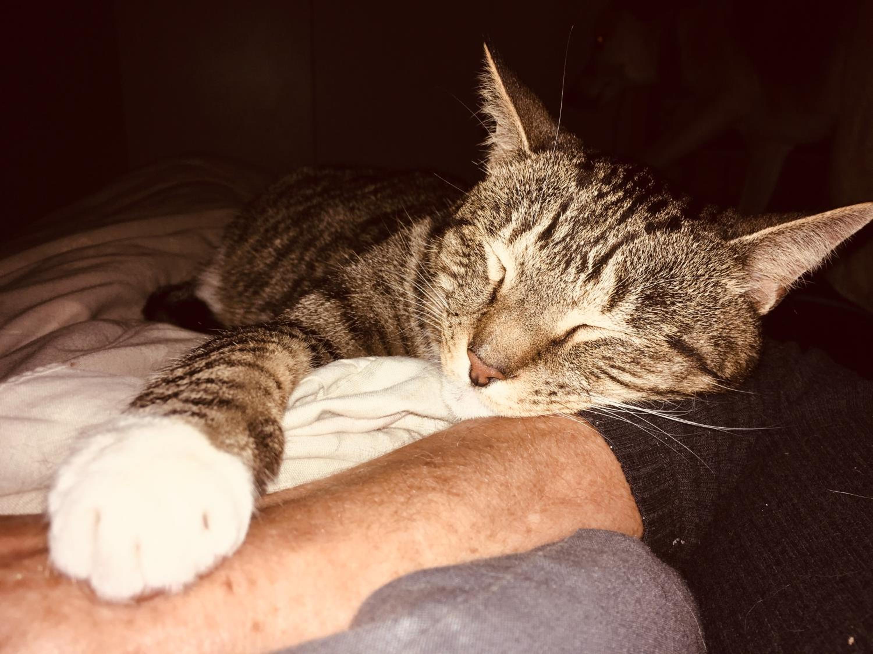 human
