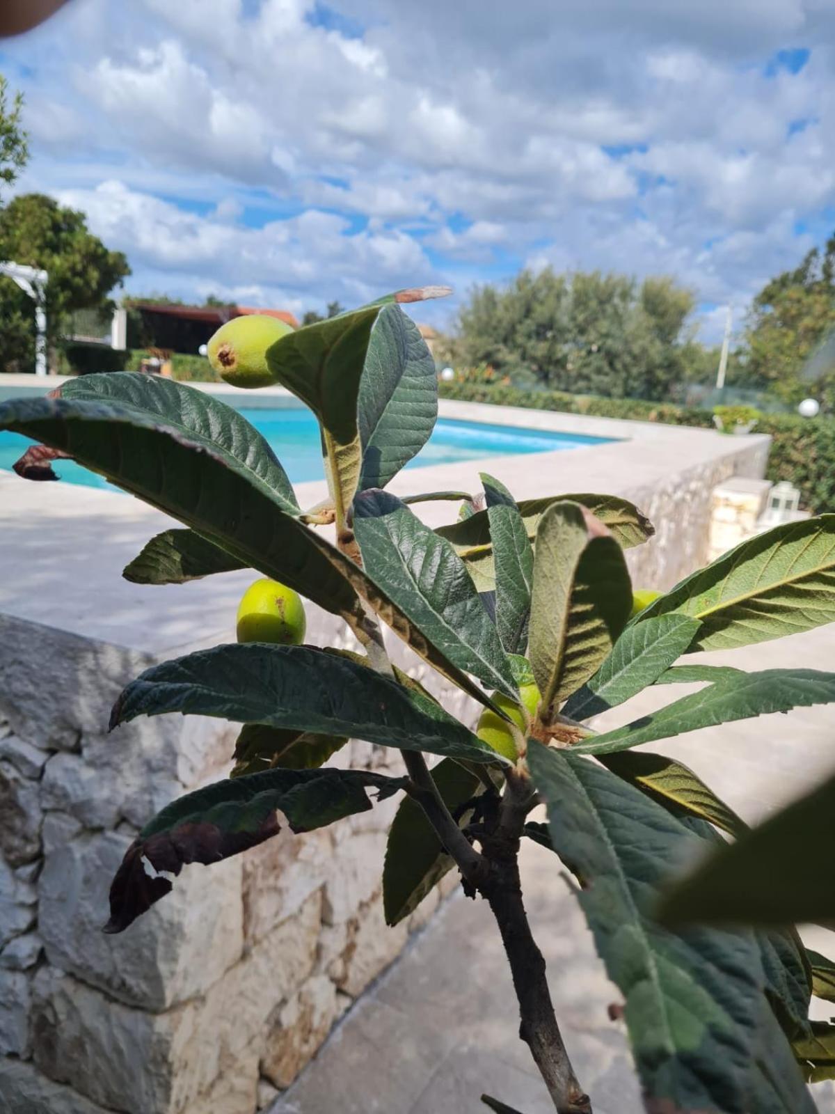 Villa Leale photo 4