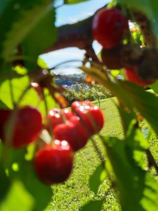 CONFINEDEISANTI Bed&Breakfast