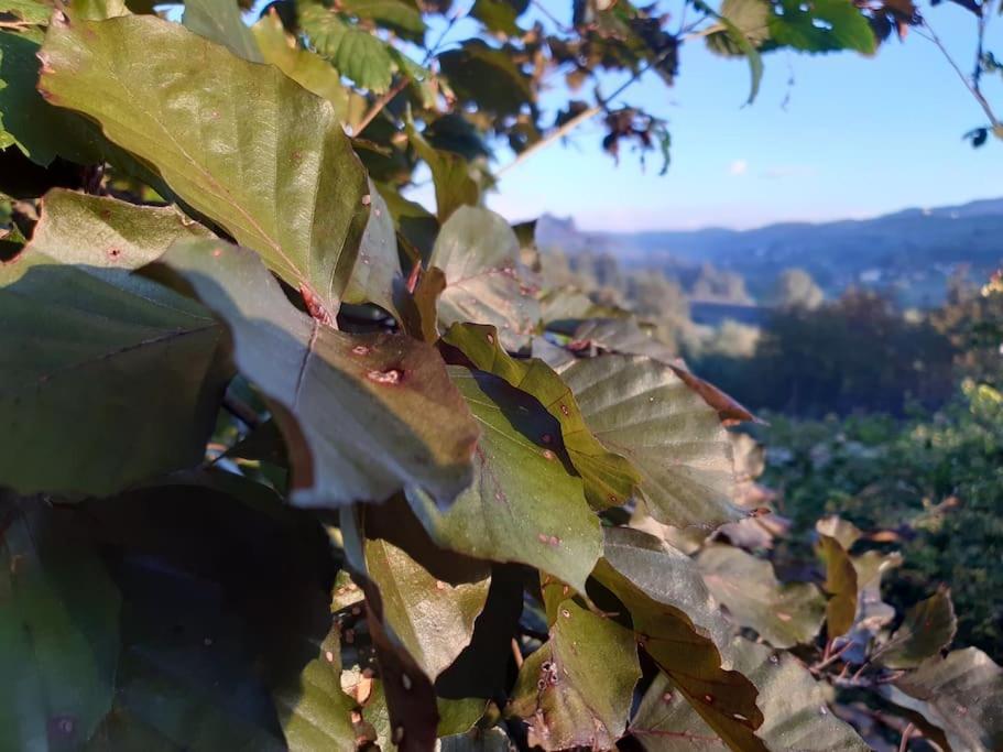 CONFINEDEISANTI Bed&Breakfast