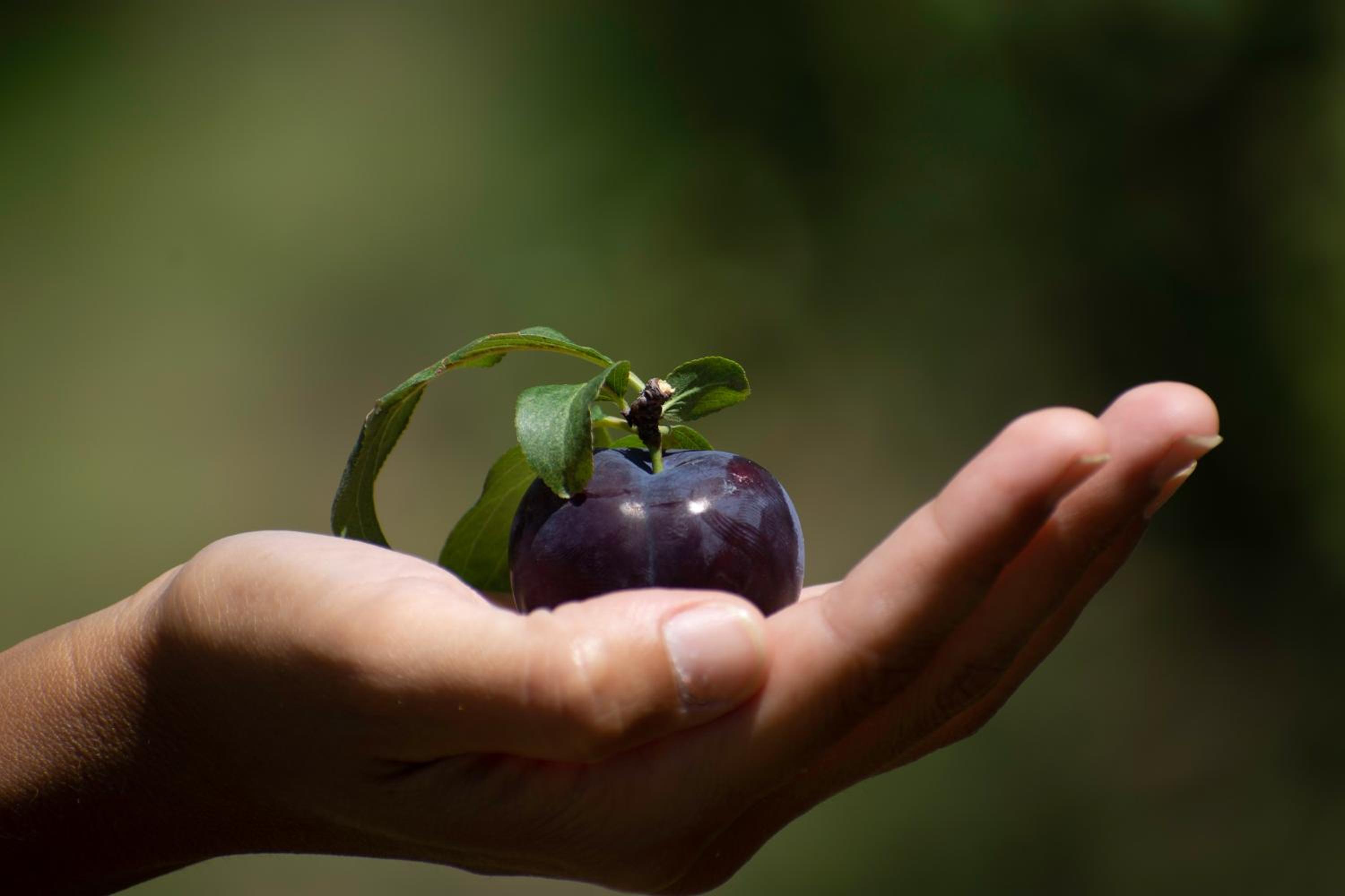 La Martina.
