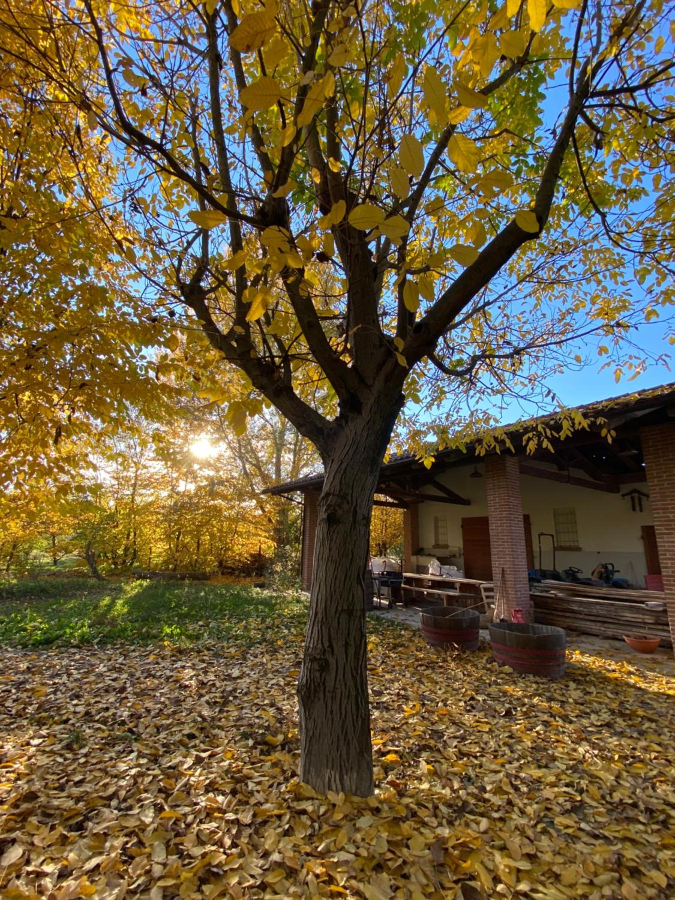 Agriturismo Viticcio