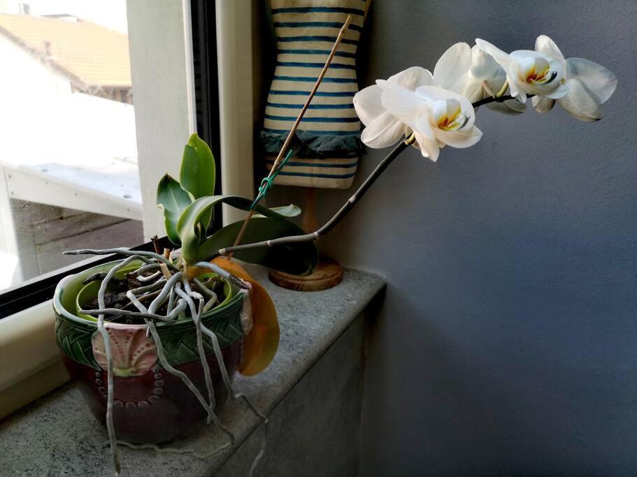 Centrale-Luxury apartment with Garden Terrace