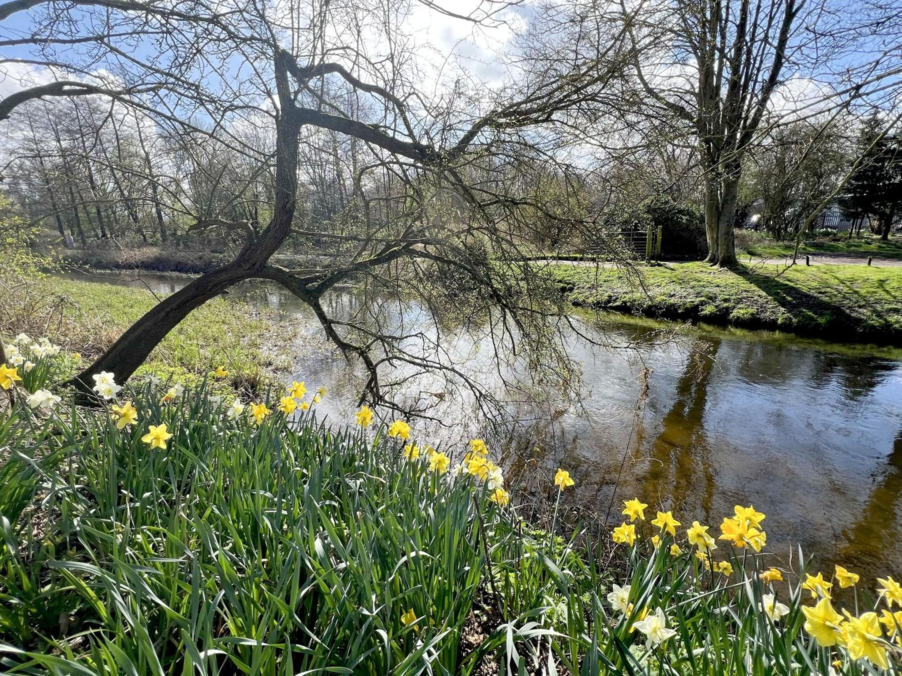River Rose