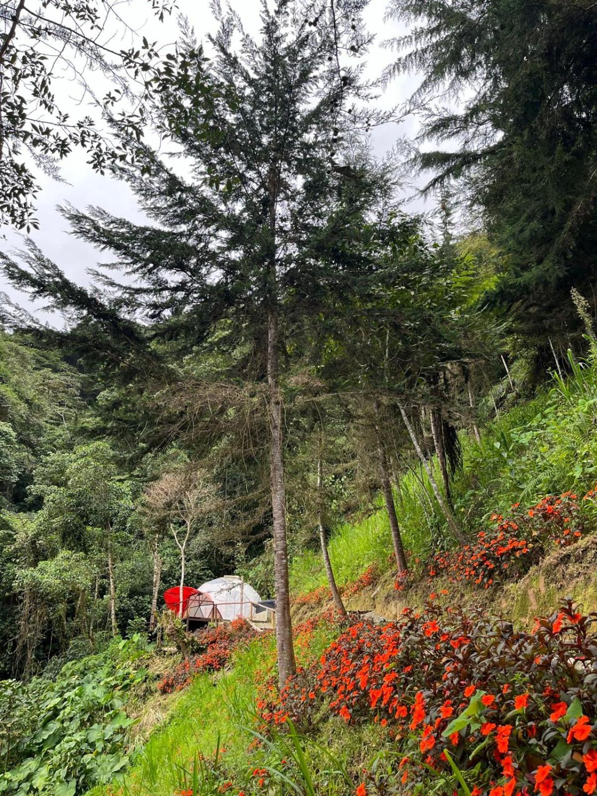Finca Montmagica