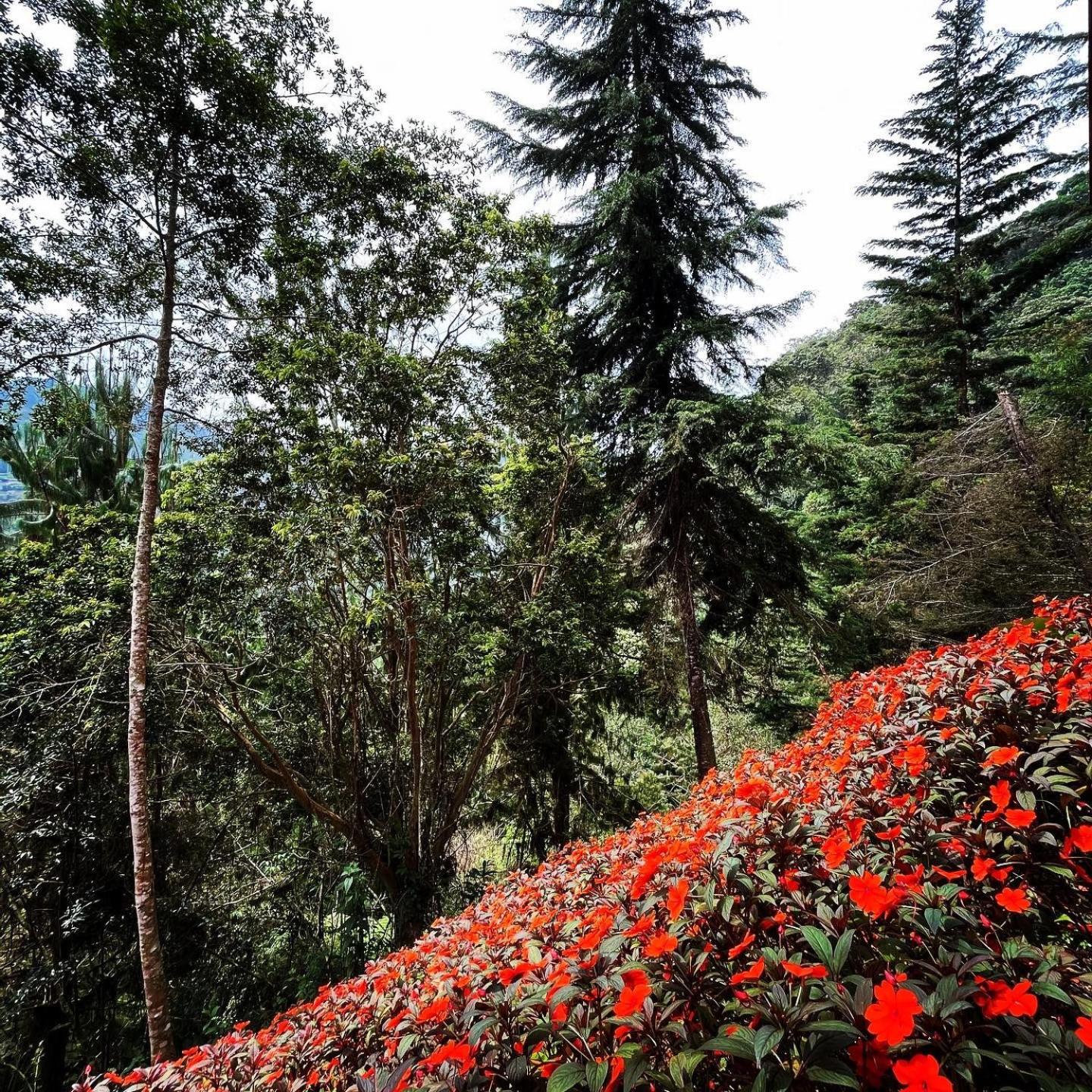 Finca Montmagica