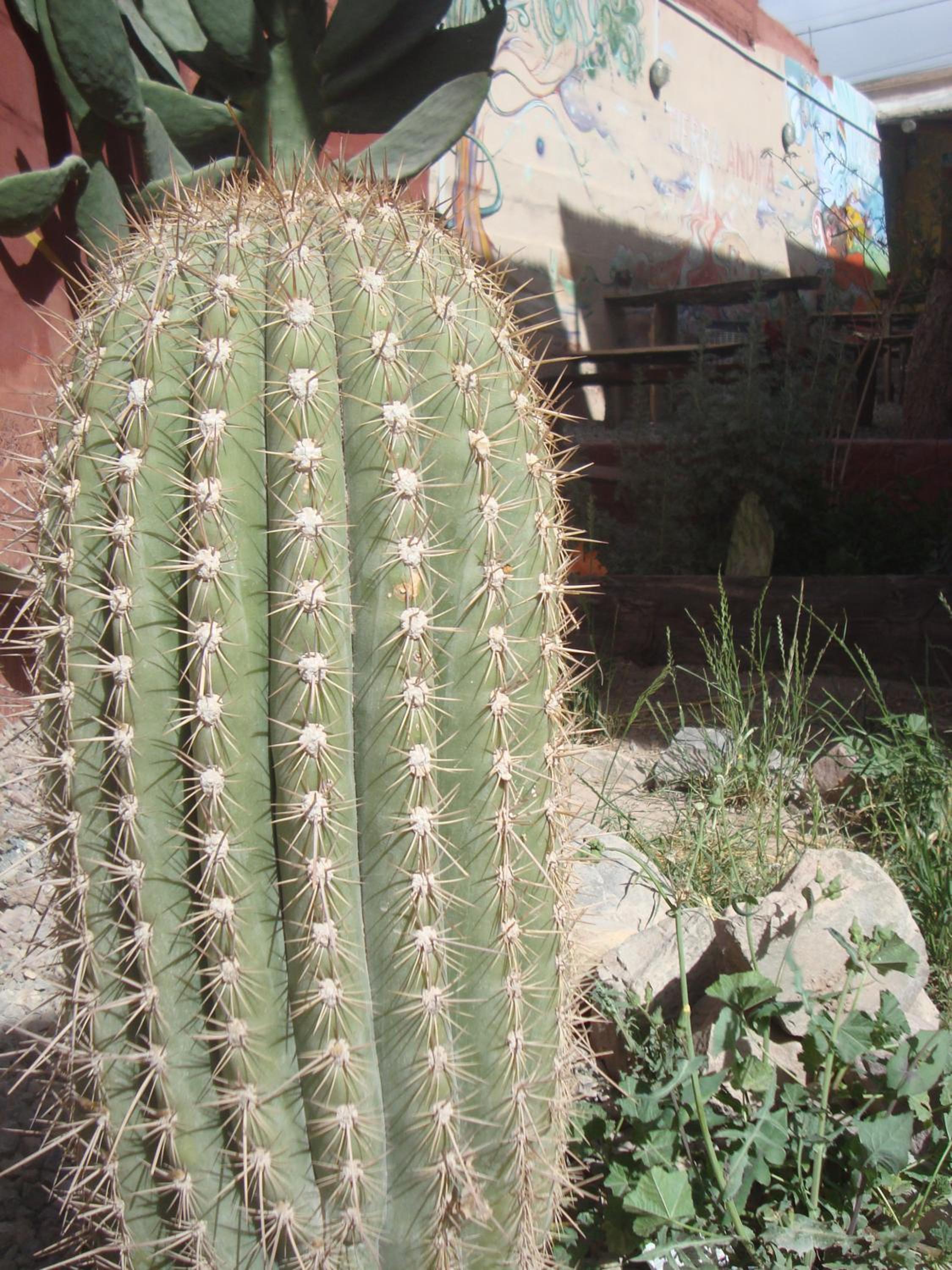 Tierra Andina Hostel