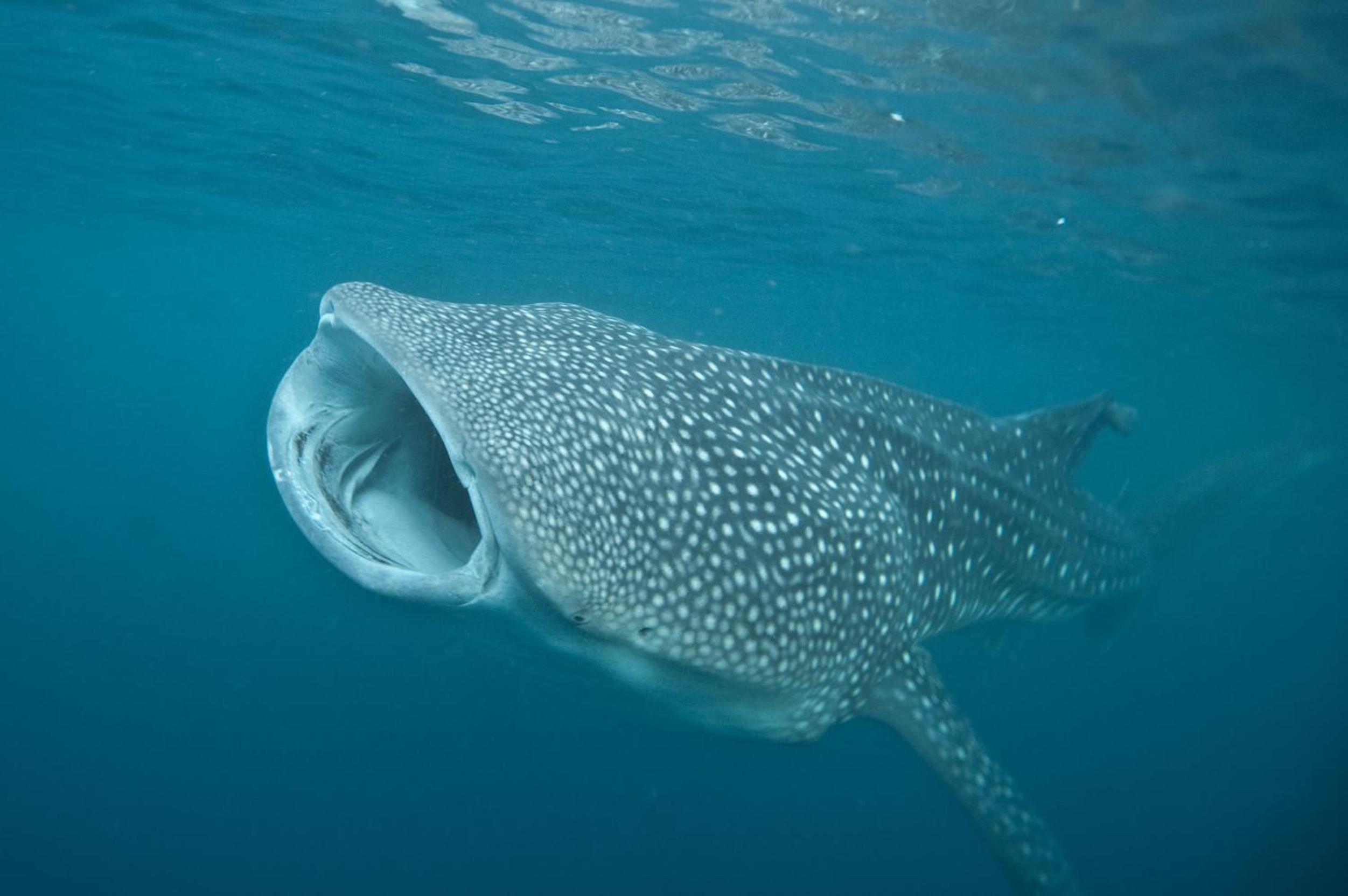 Pintuyan Dive Resort
