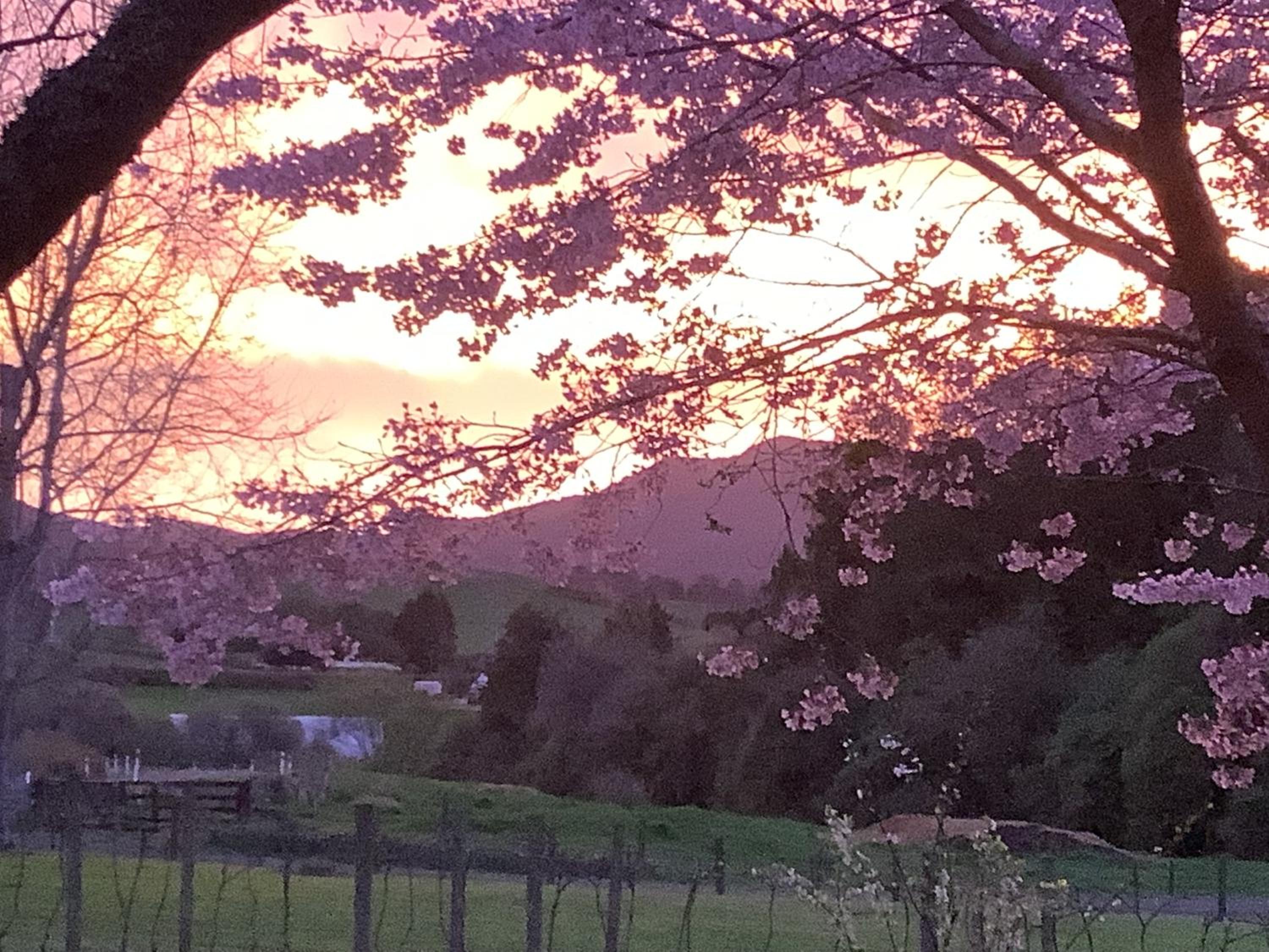 Wood Pigeon Cottage Pet Friendly Free Breakfast Hauraki Rail Trail 2kms