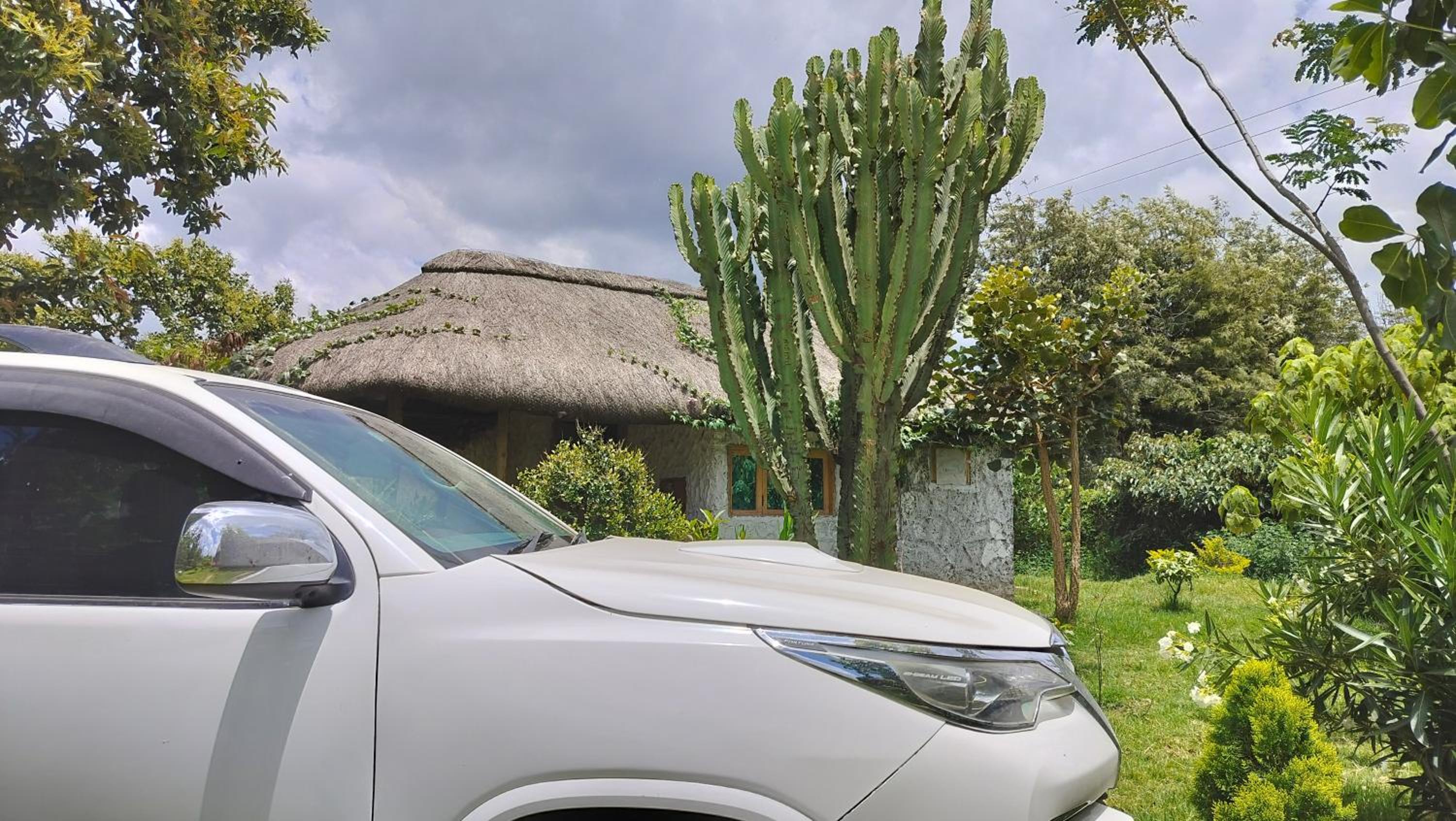 Podocarpus cottages